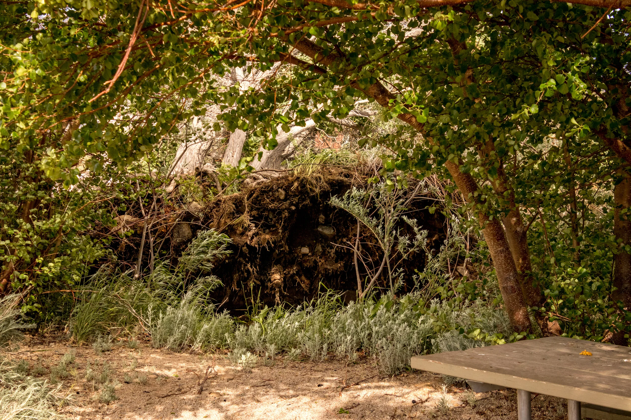 2019-05-16 Wind Storm-418.jpg