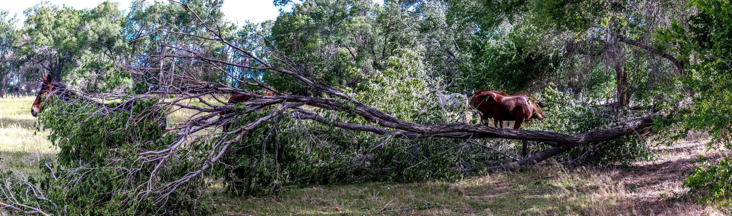 2019-05-16 Wind Storm-428.jpg