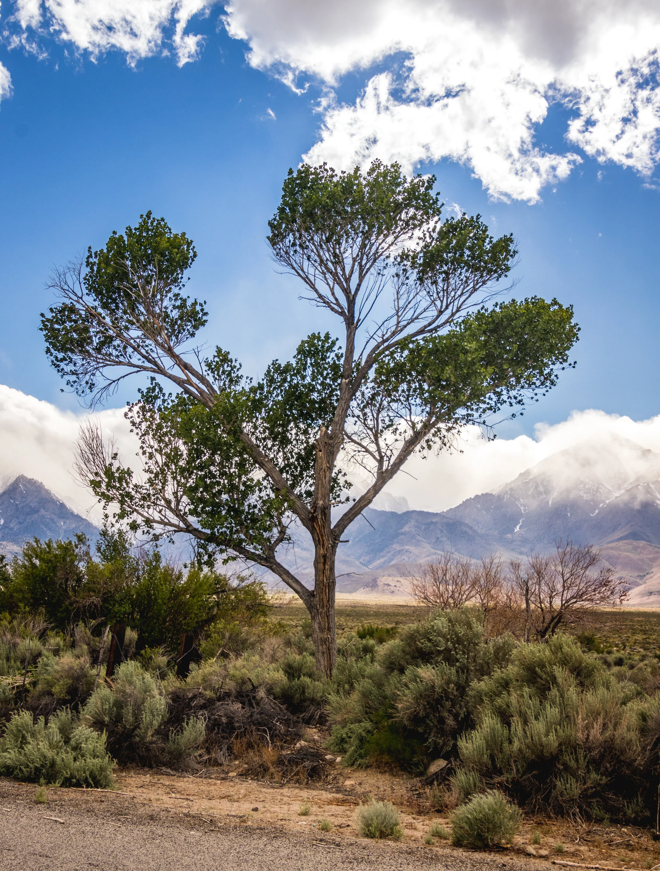 2019-05-16 Wind Storm-415.jpg
