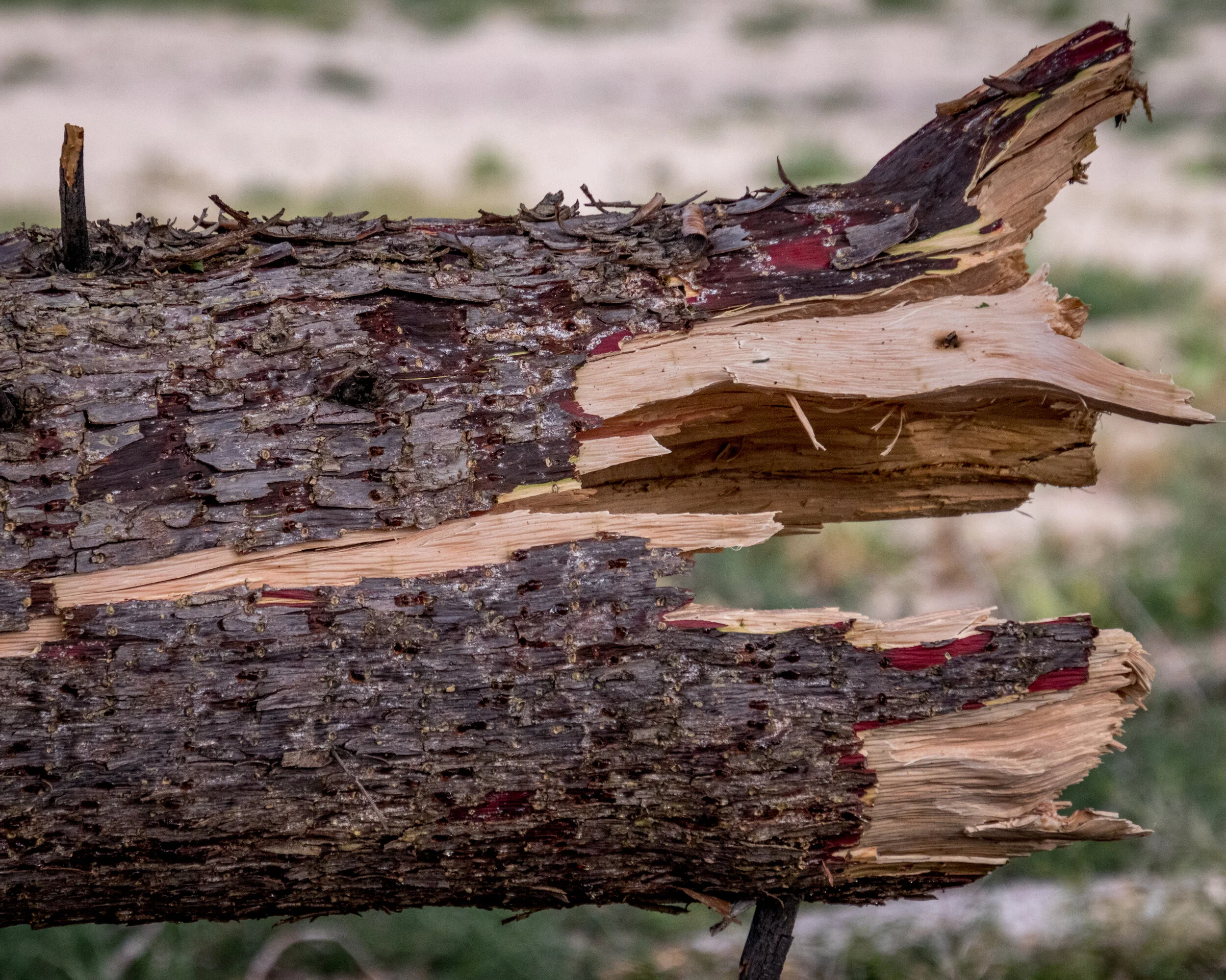 2019-05-16 Wind Storm-445.jpg