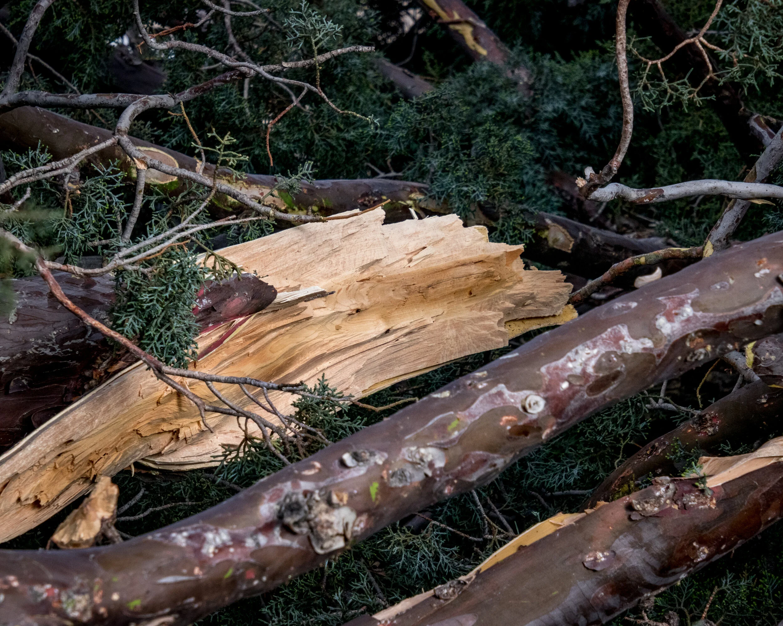 2019-05-16 Wind Storm-444.jpg