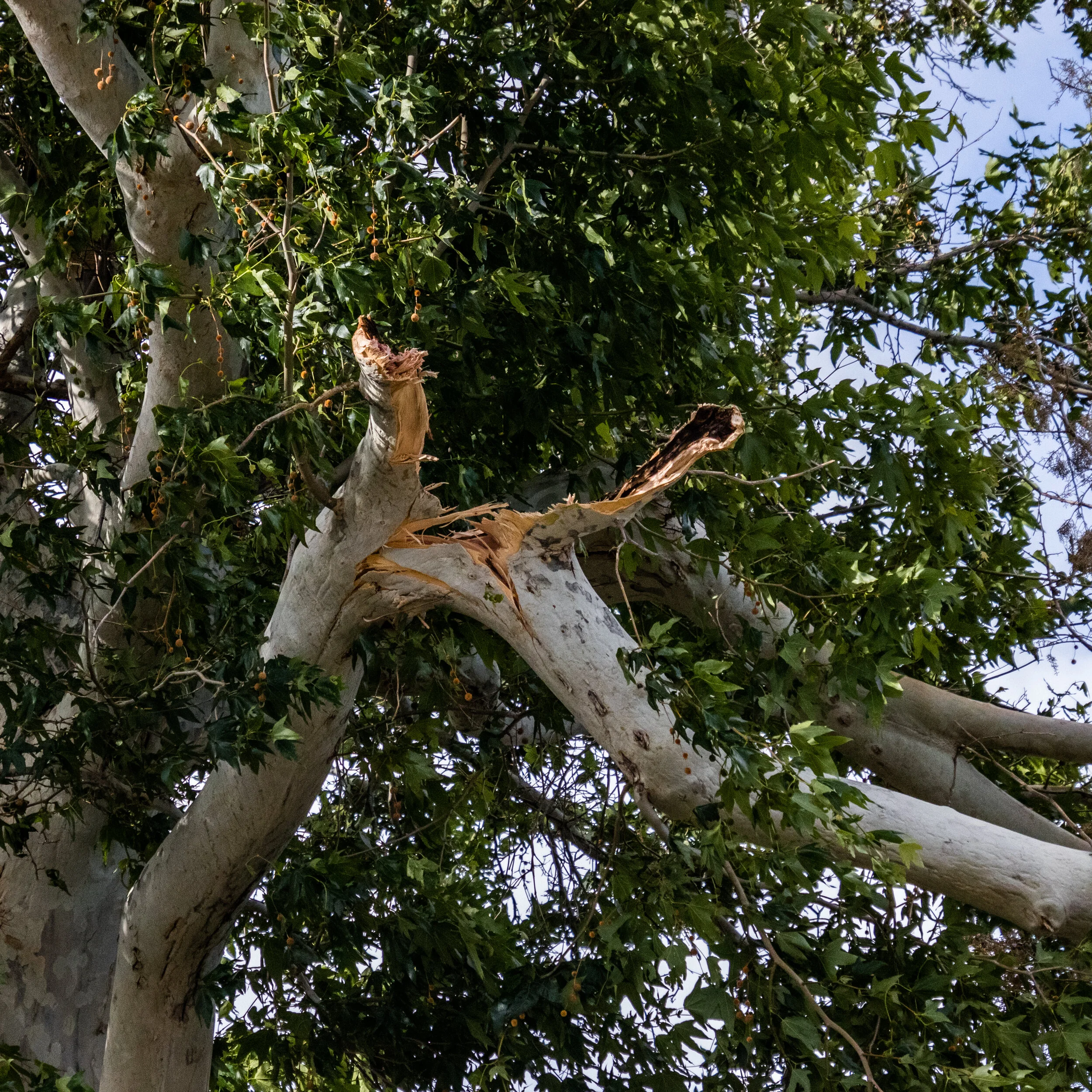 2019-05-16 Wind Storm-442.jpg