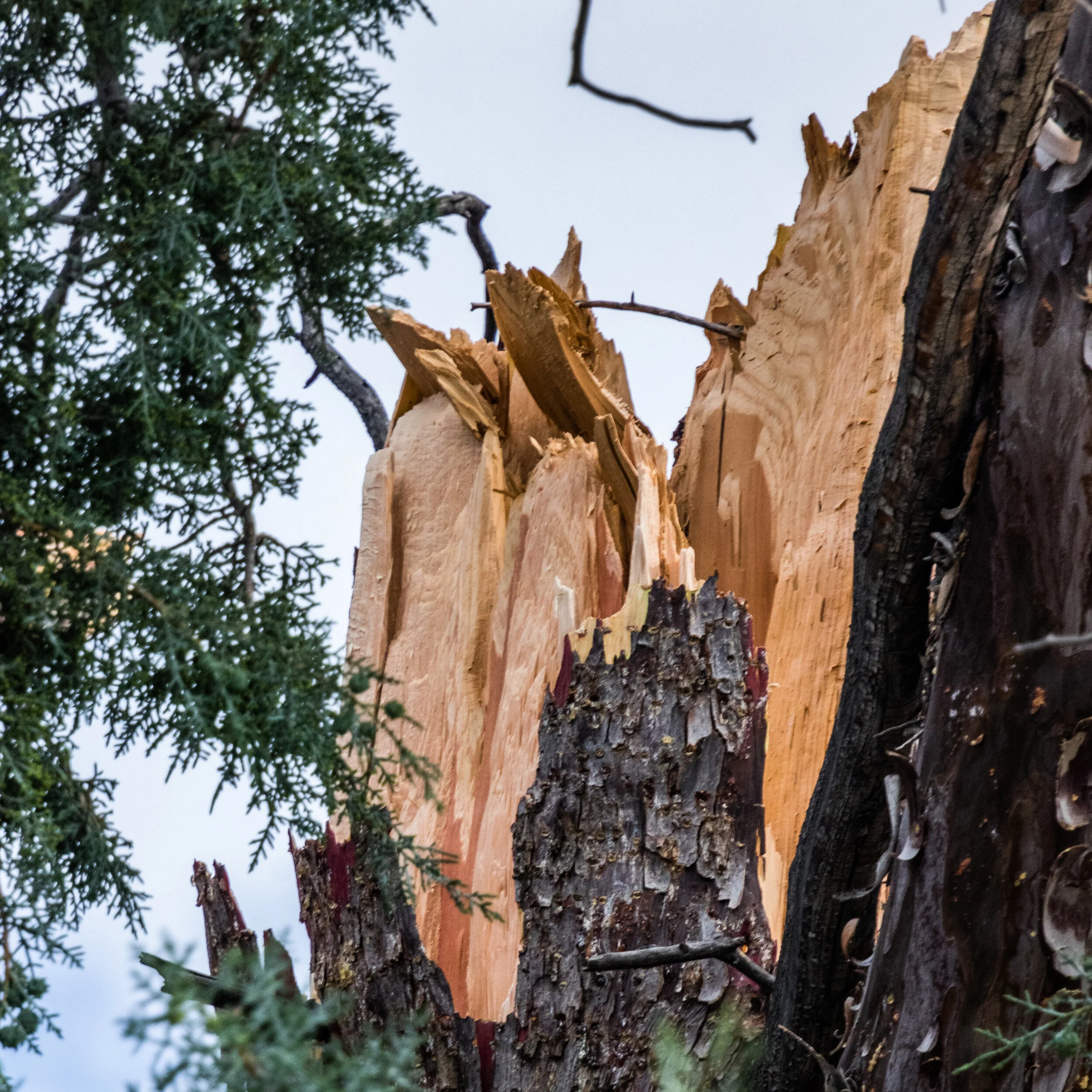 2019-05-16 Wind Storm-443.jpg