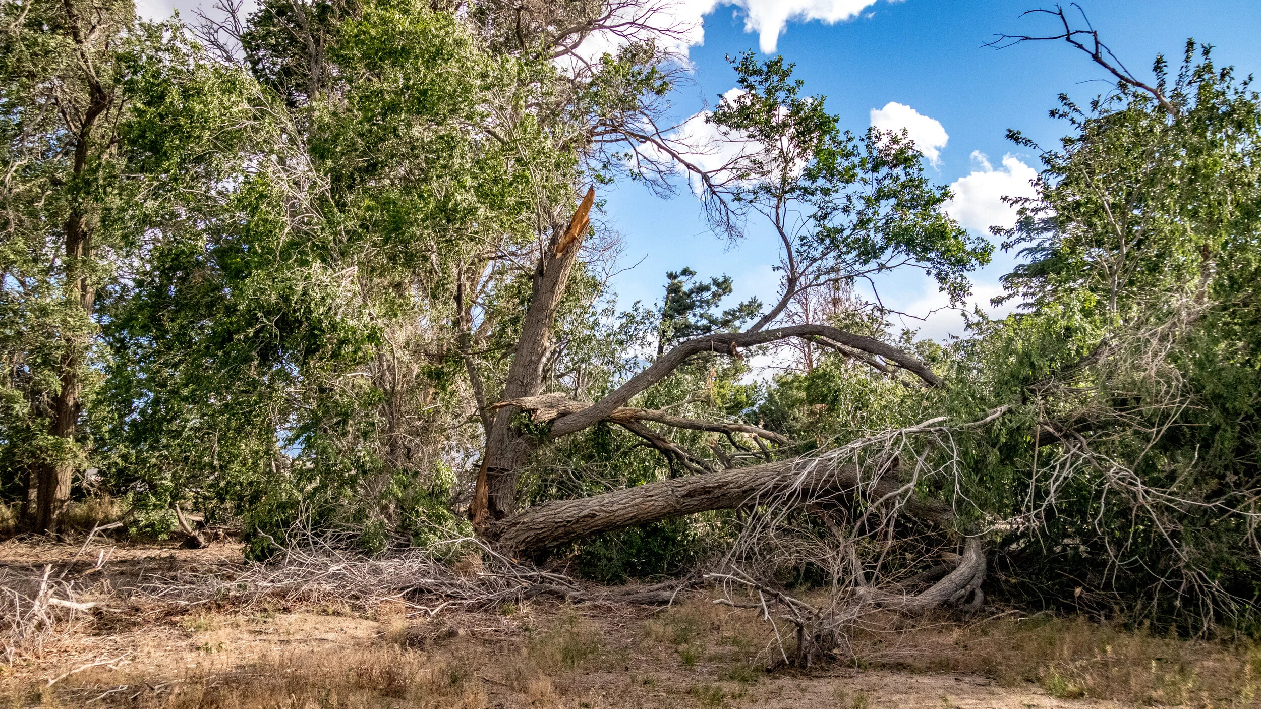2019-05-16 Wind Storm-440.jpg