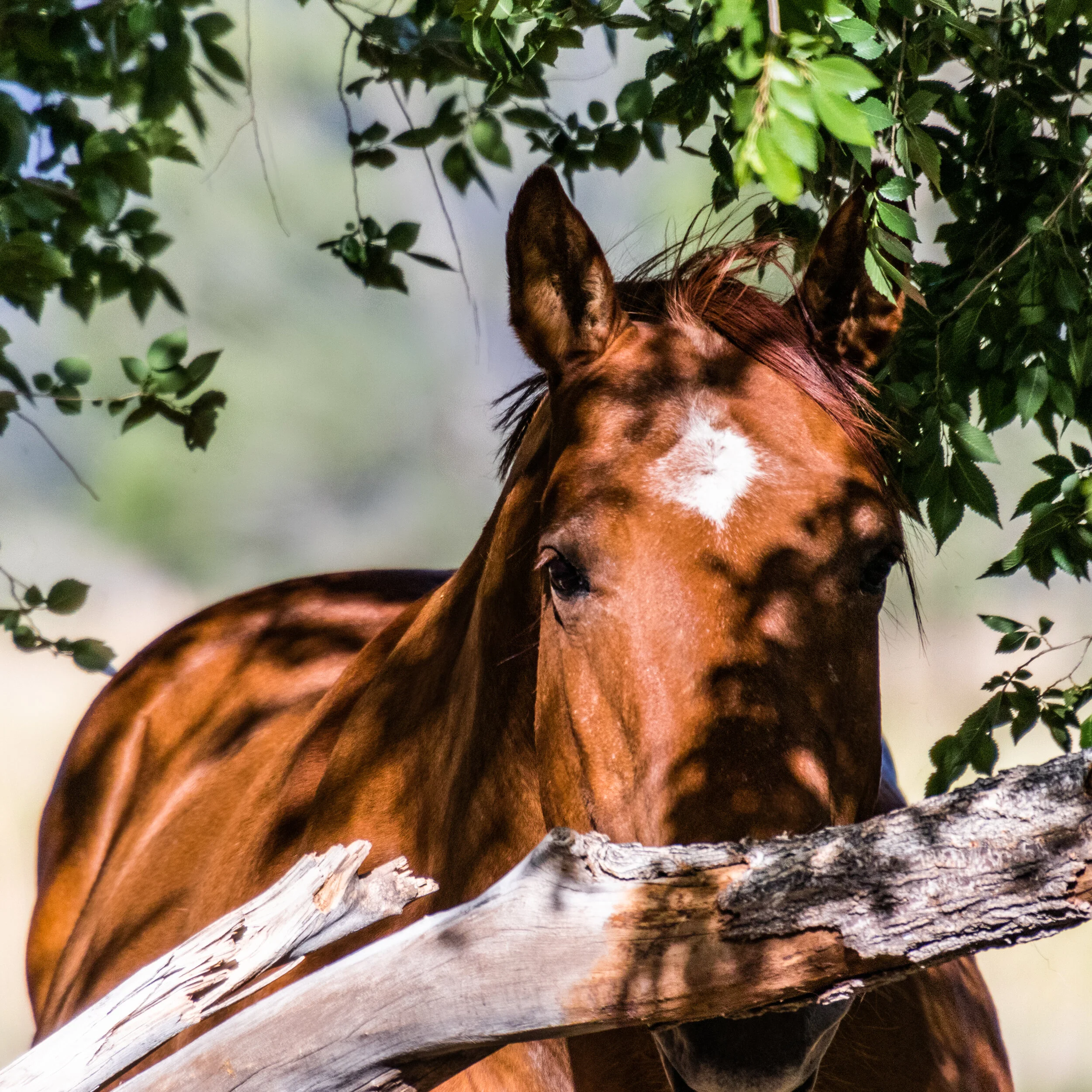 2019-05-16 Wind Storm-433.jpg