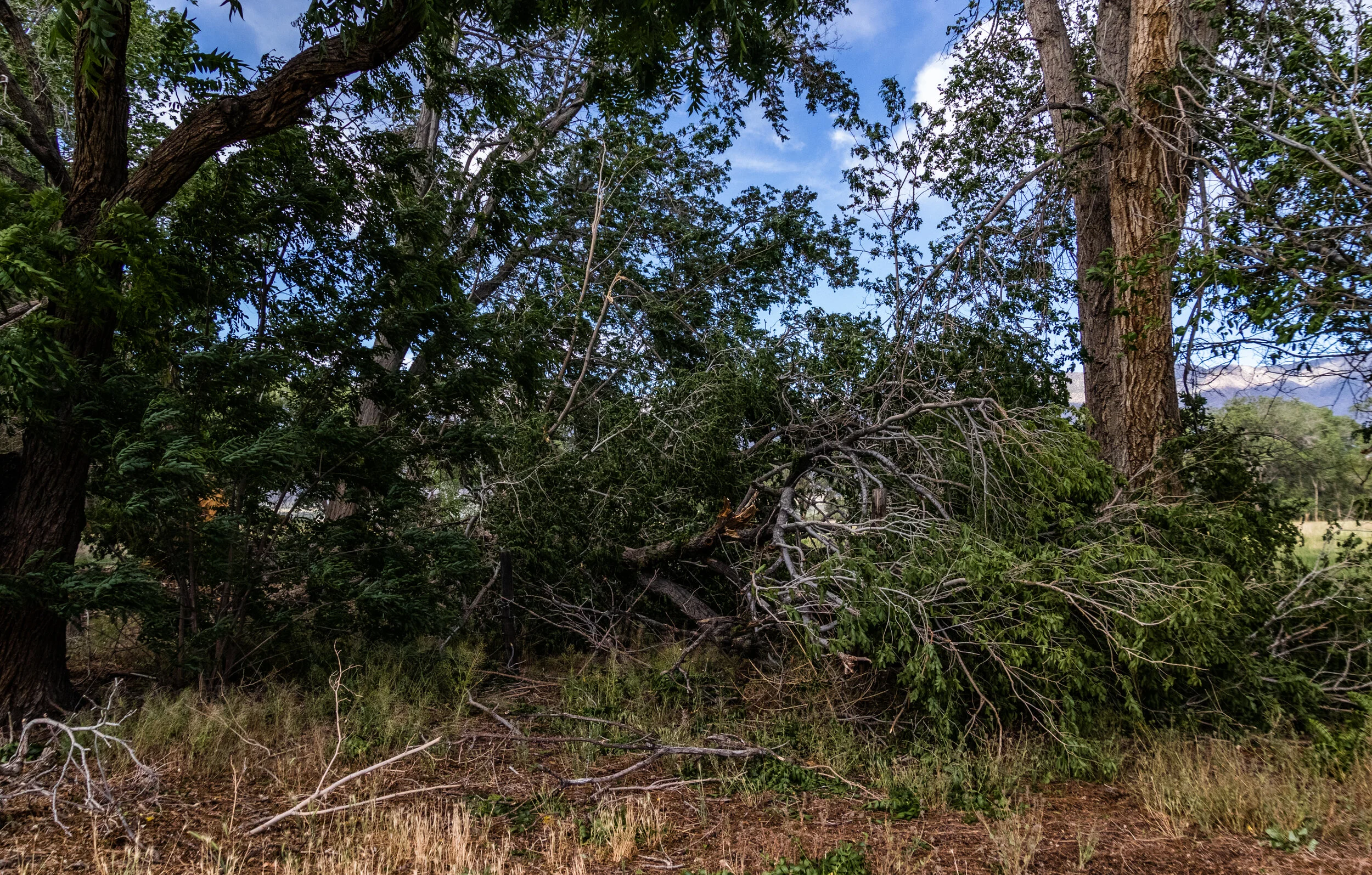 2019-05-16 Wind Storm-434.jpg