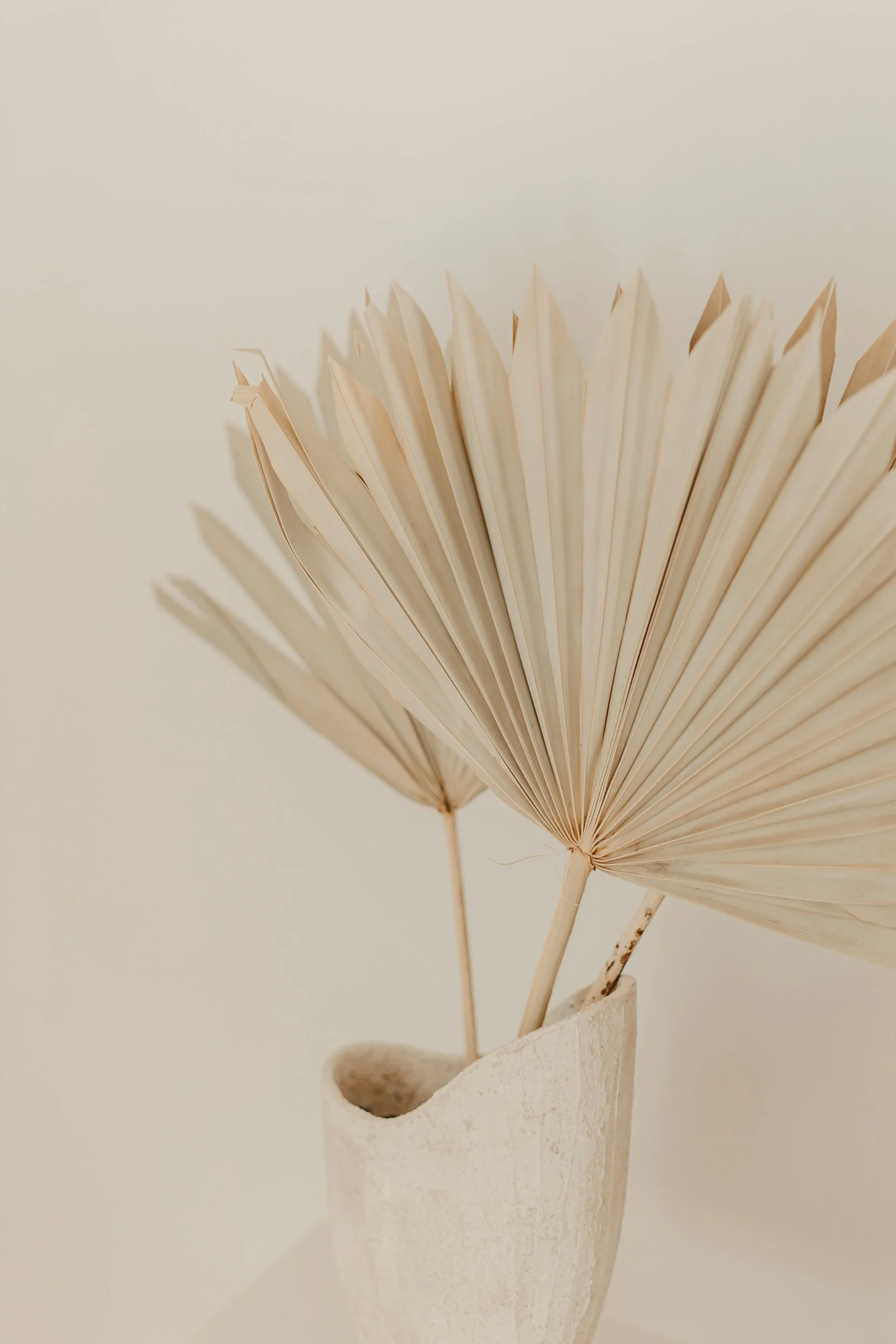 Dried palm leaves in a textured beige vase against a neutral background.