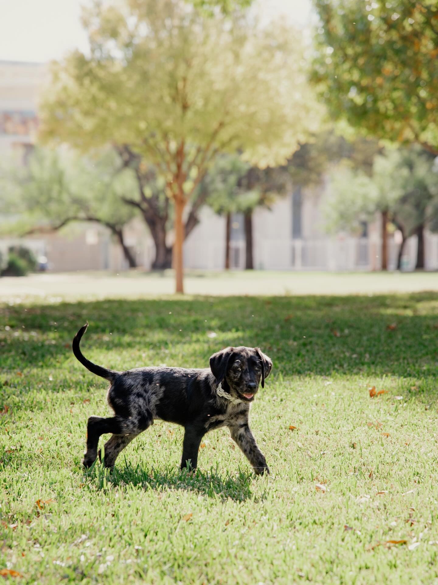 If you&rsquo;re questioning whether or not to bring your pup to your shoot&hellip; it&rsquo;s always a yes!! 😍 🐾

#photography
#dfwphotography
#fortworth
#fortworthphotographer 
#portait 
#portriatphotography 
#dogsofinstagram