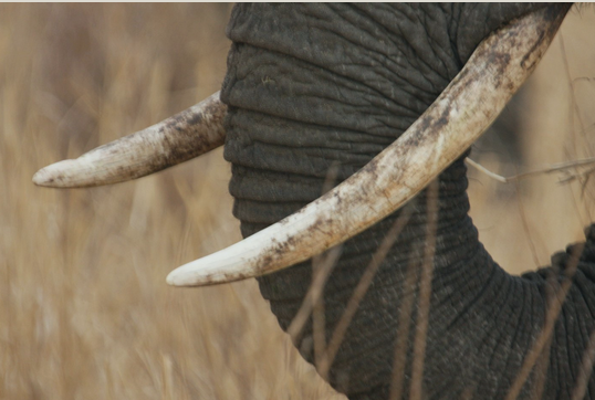 African Adventure