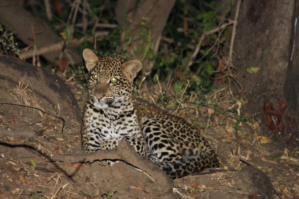Leopard Zambia.jpeg