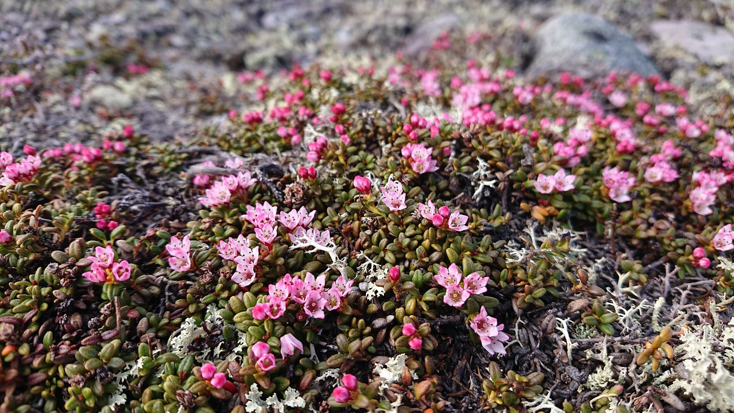 ﻿Lots of flowers on the mountain now.