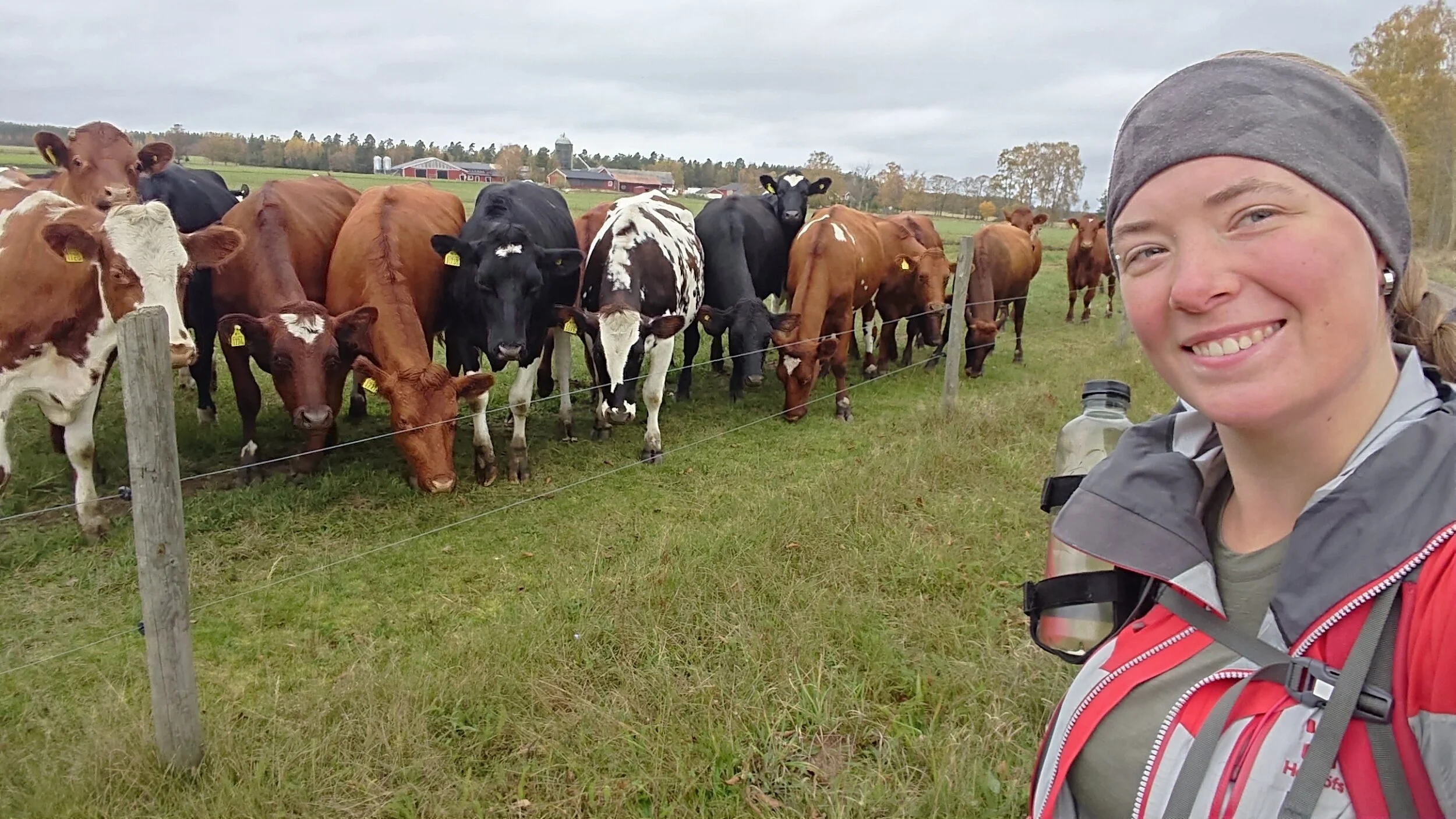 ﻿Some curious cows!