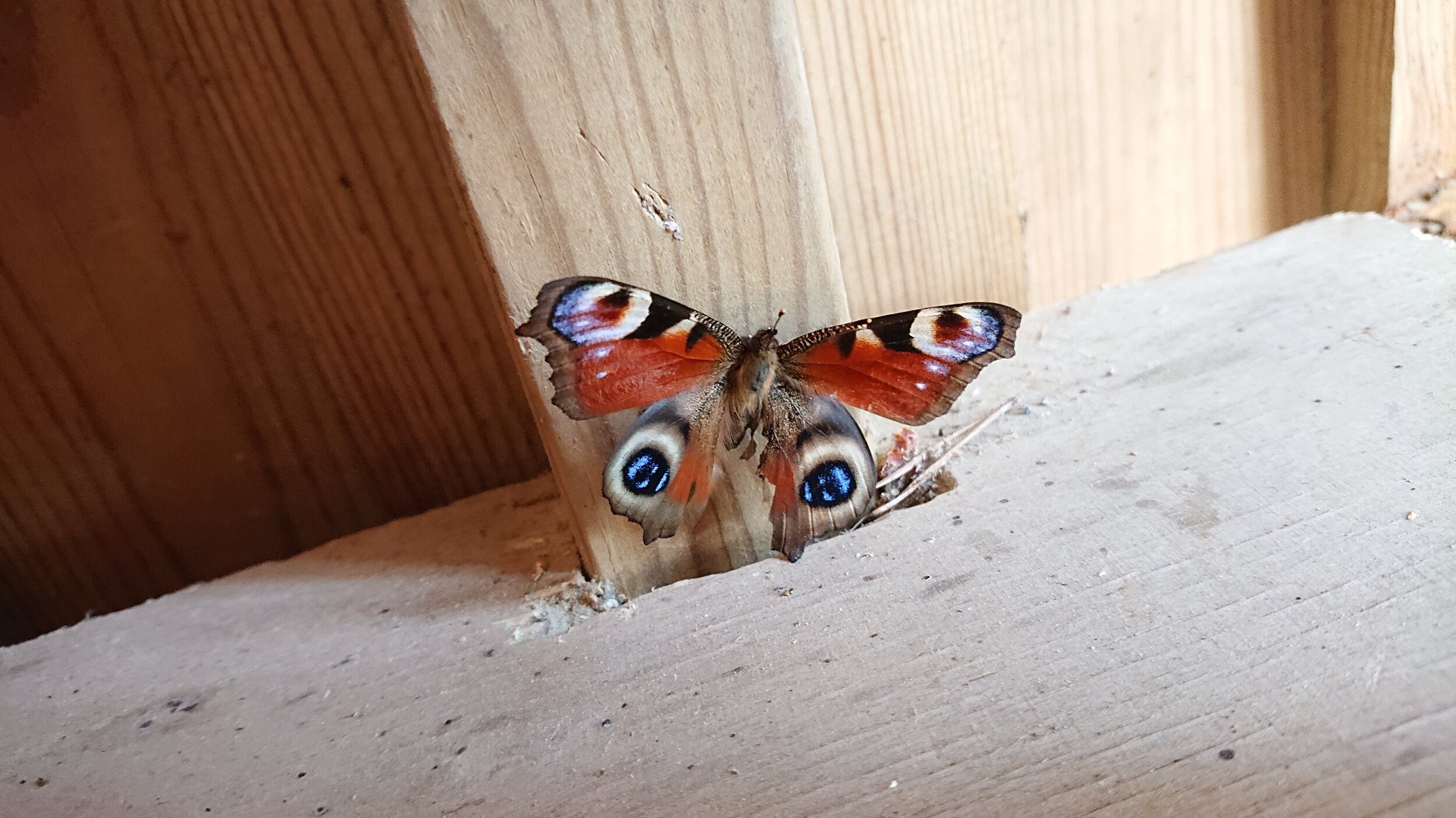 ﻿Found a tired butterfly.