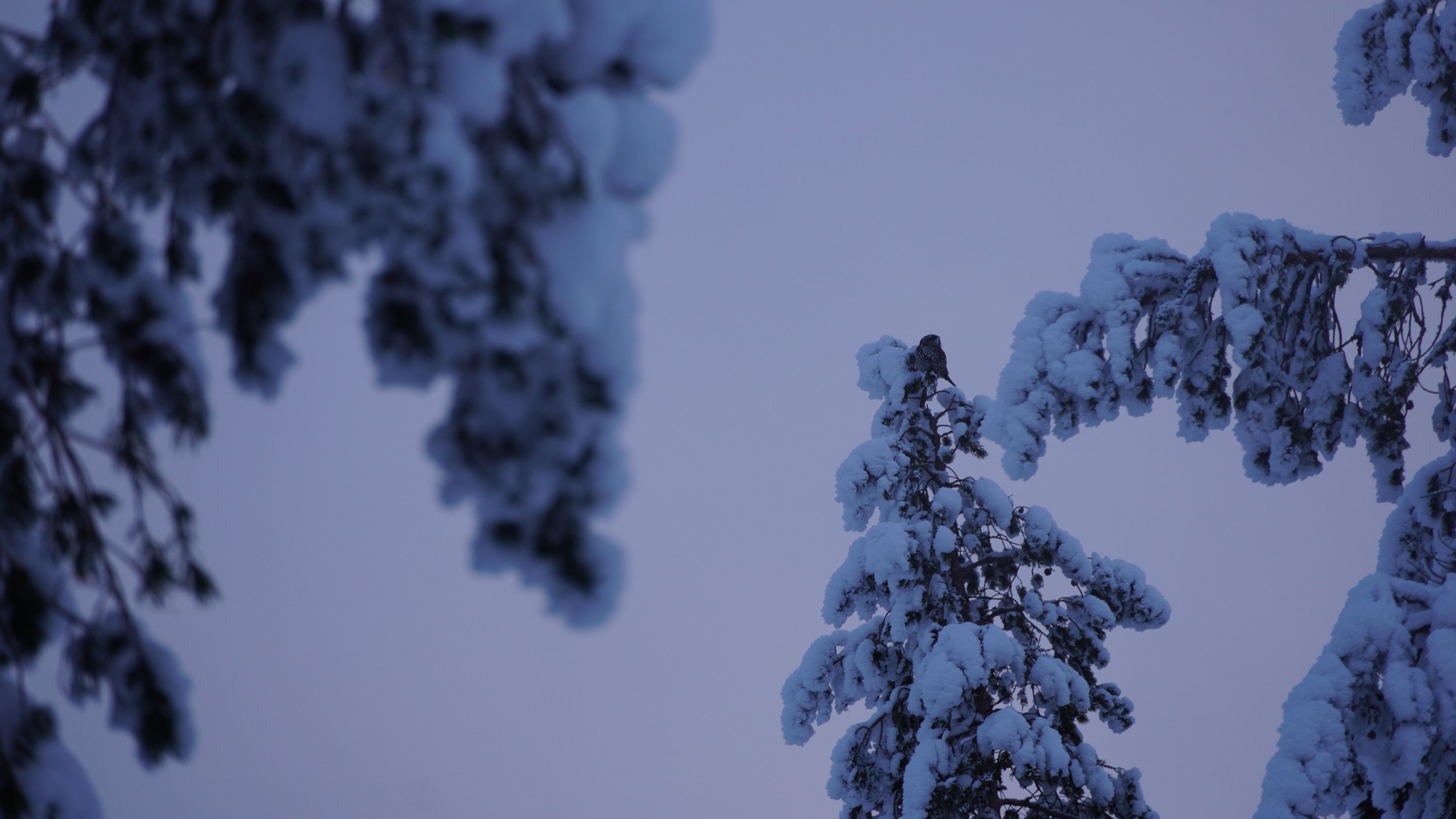 Hyttekostur 🛖🩵