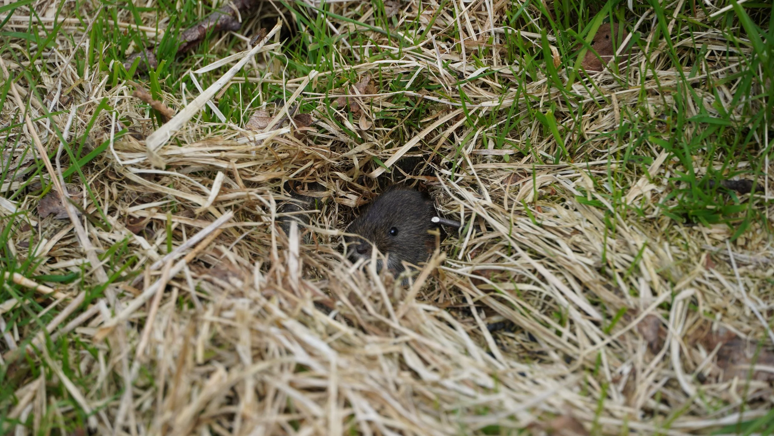 Sälen-Grövelsjön - Dag 4