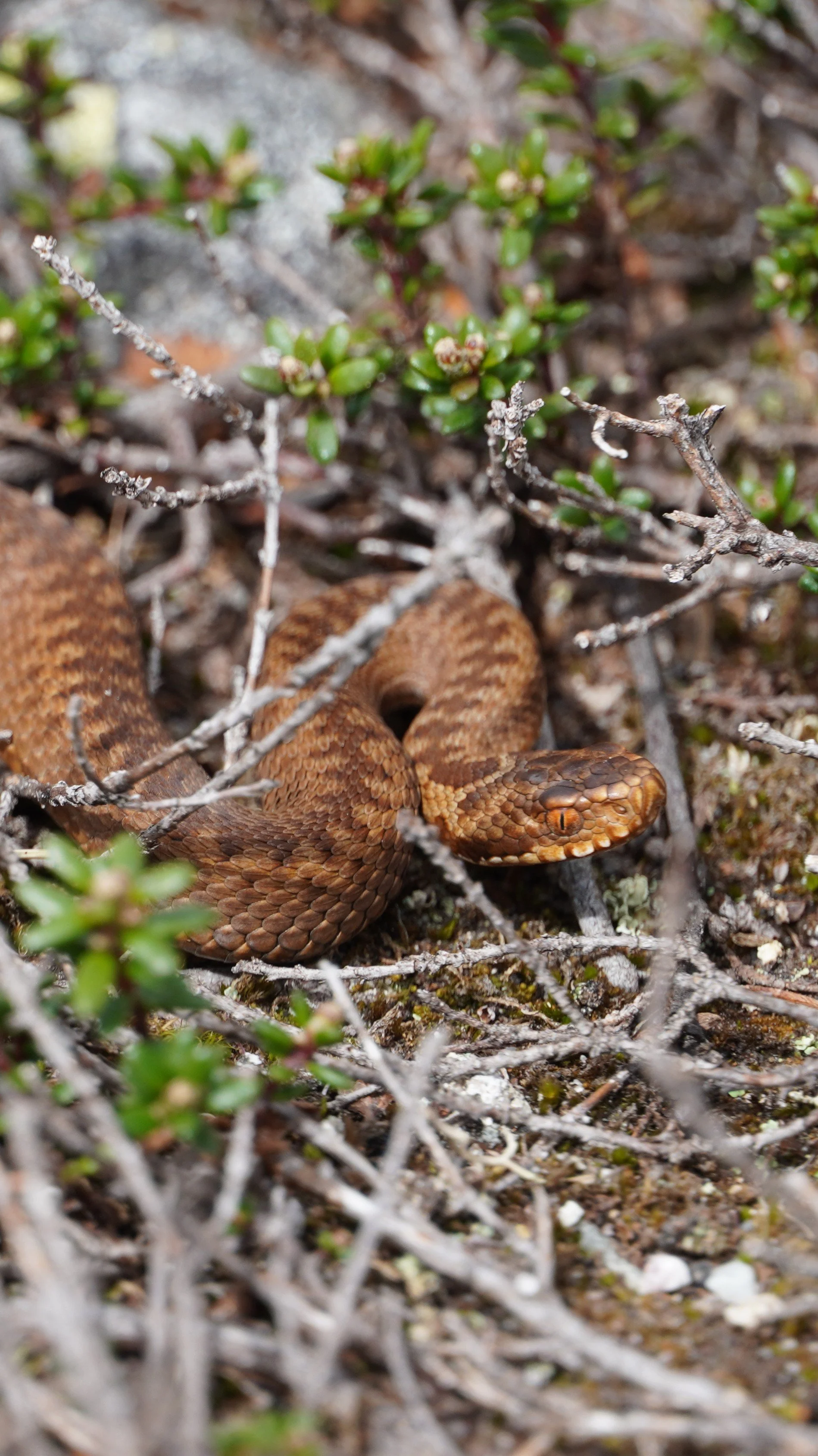 DSC05133~2[1].JPG