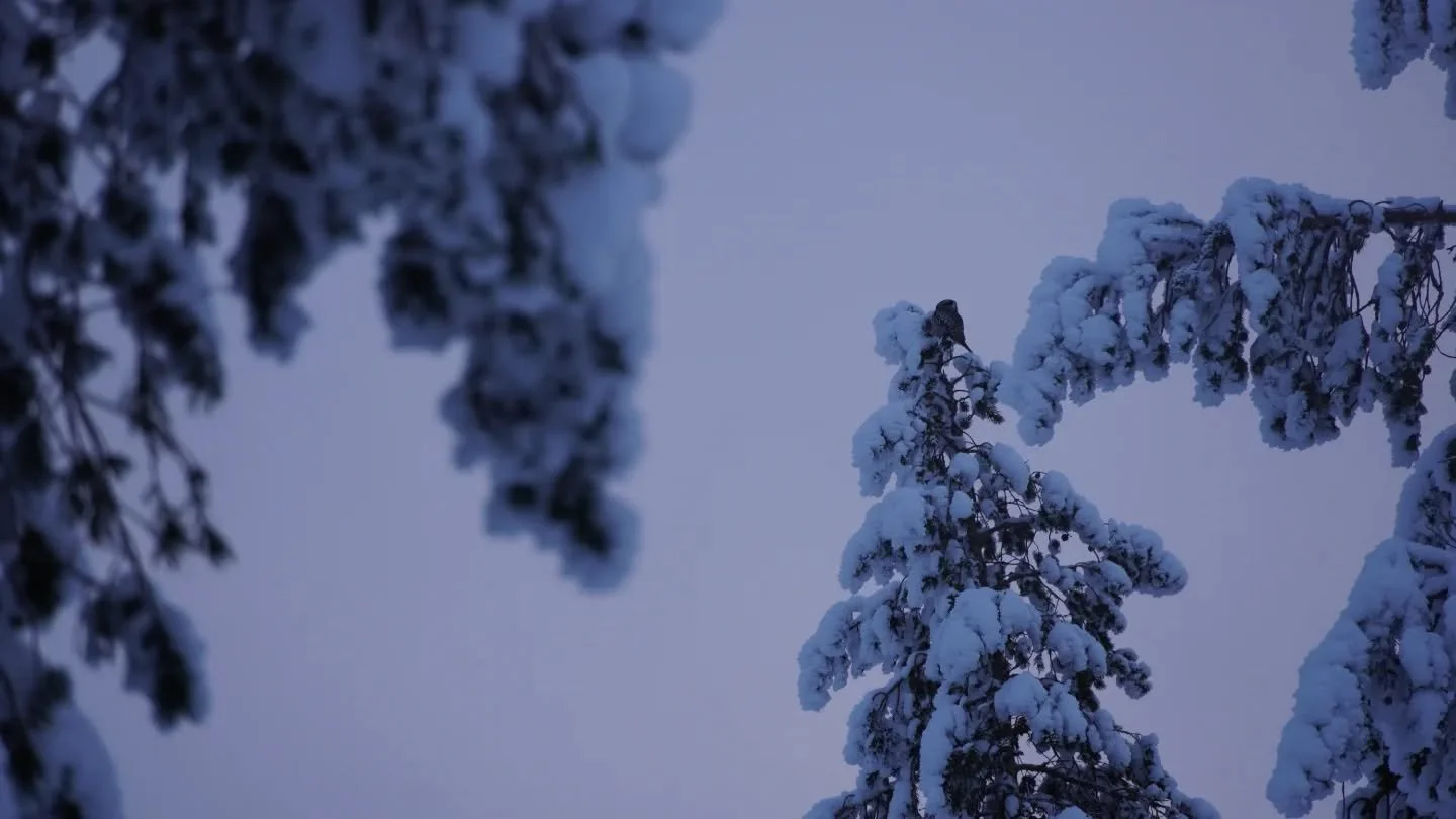 Hyttekostur 🛖🩵 

Last weekend we skied to H&auml;vlingestugorna where we spent two nights. It was such a nice trip, and on day 2 we even saw an owl 🥰