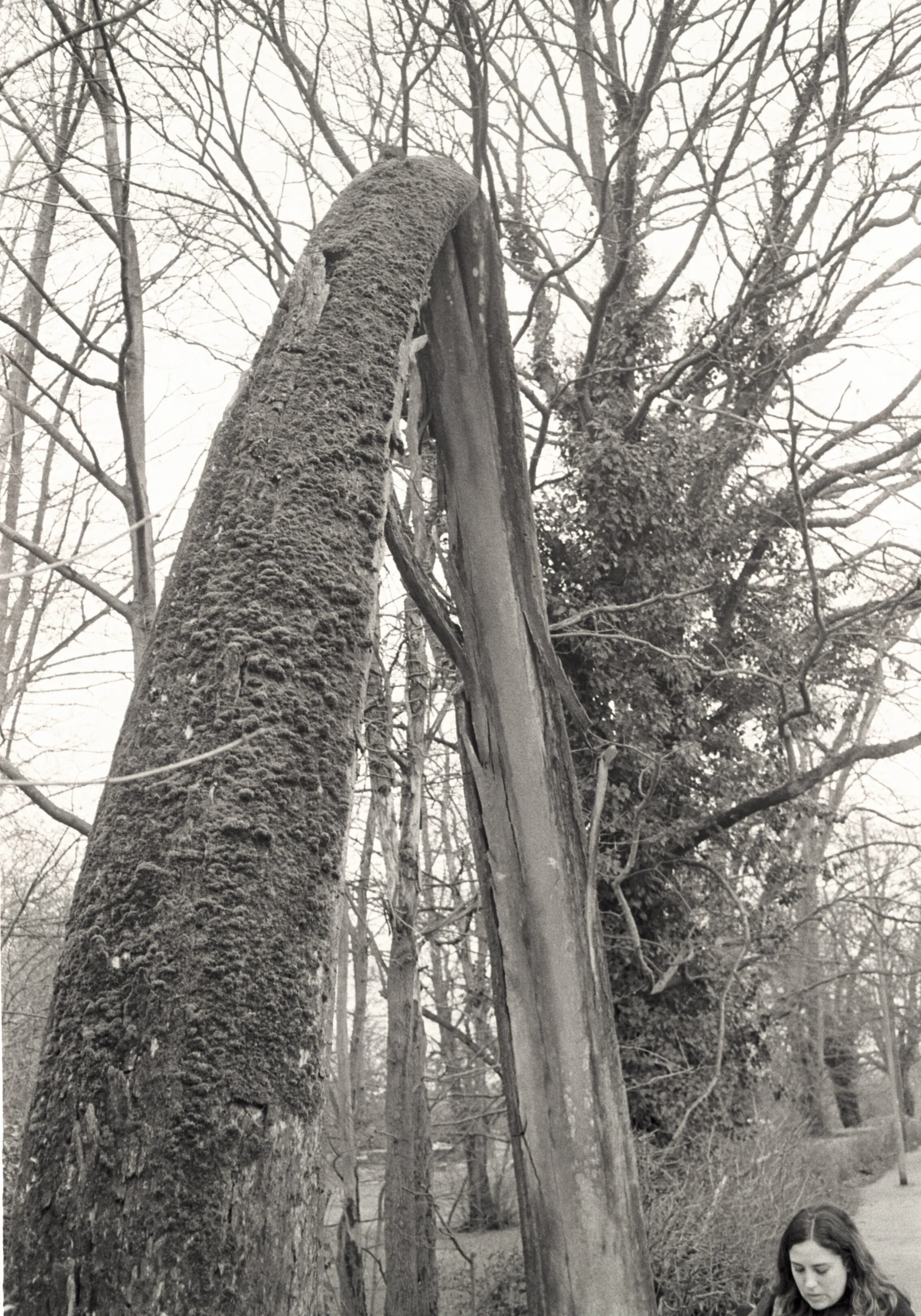 Whalebone Park — Dan Dodman History