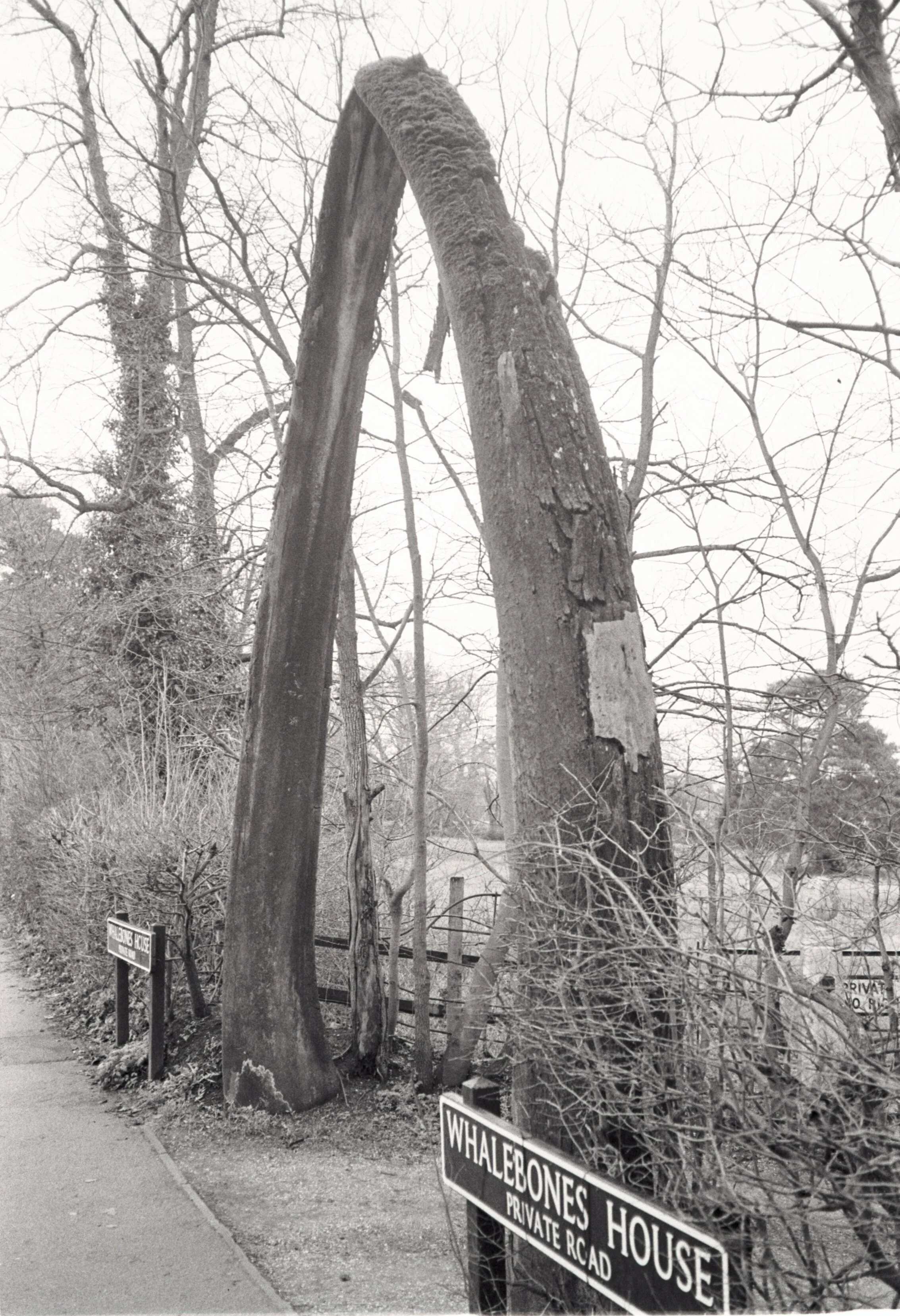 Whalebone Park — Dan Dodman History