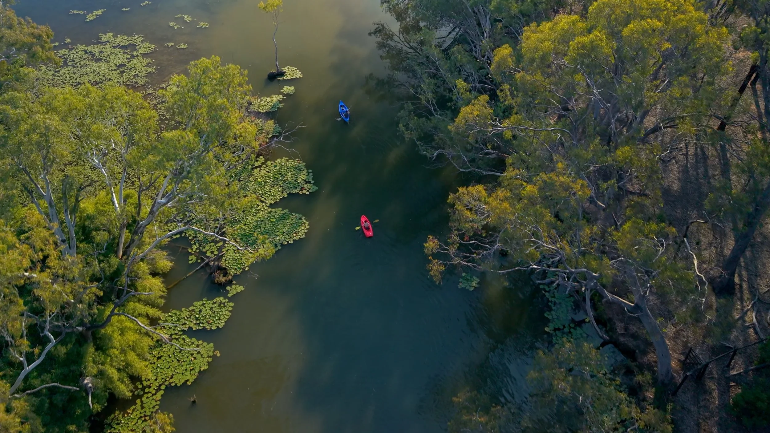An aerial view of a river with lily pads and trees on the banks, with two kayaks, one blue and one red, floating on the water.