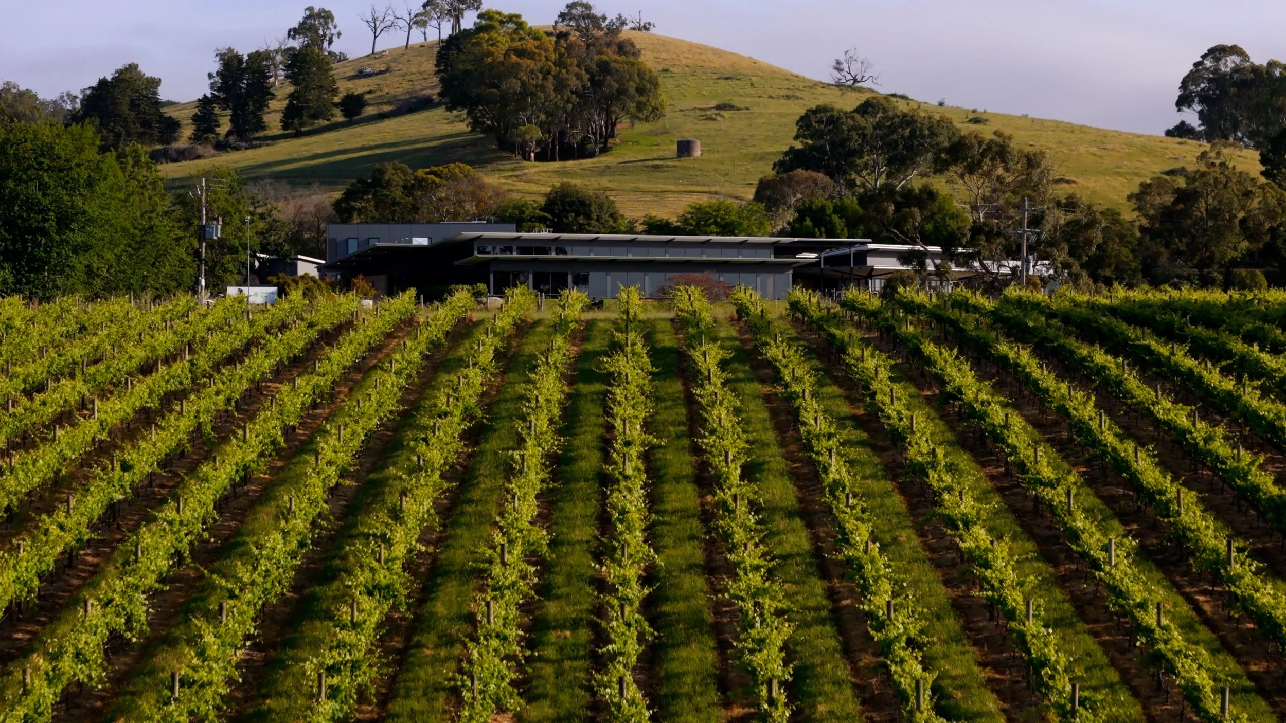 BALGOWNIE ESTATE_WINERY REVEAL_OLLIEPOP STUDIOS.jpg