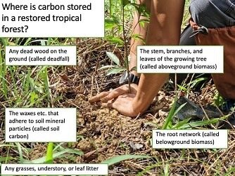 What do we need to measure to understand the amount of carbon stored in restored tropic forest? @danaugirang @size_of_wales @alliesofthewild