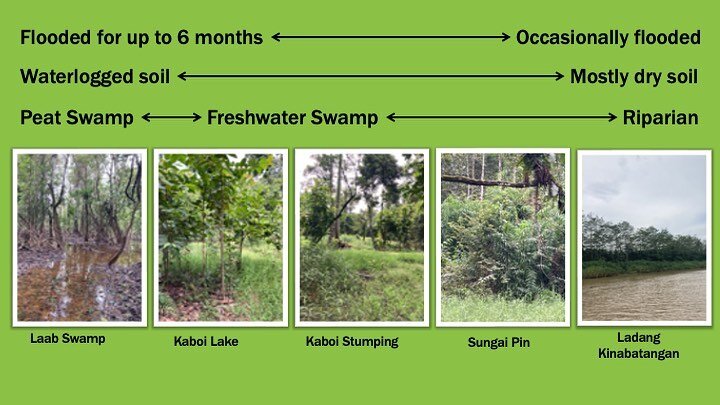 Regrow Borneo looks to restore the complex habitats of the Kinabatangan River. Find out more about our approach at www.regrowborneo.org