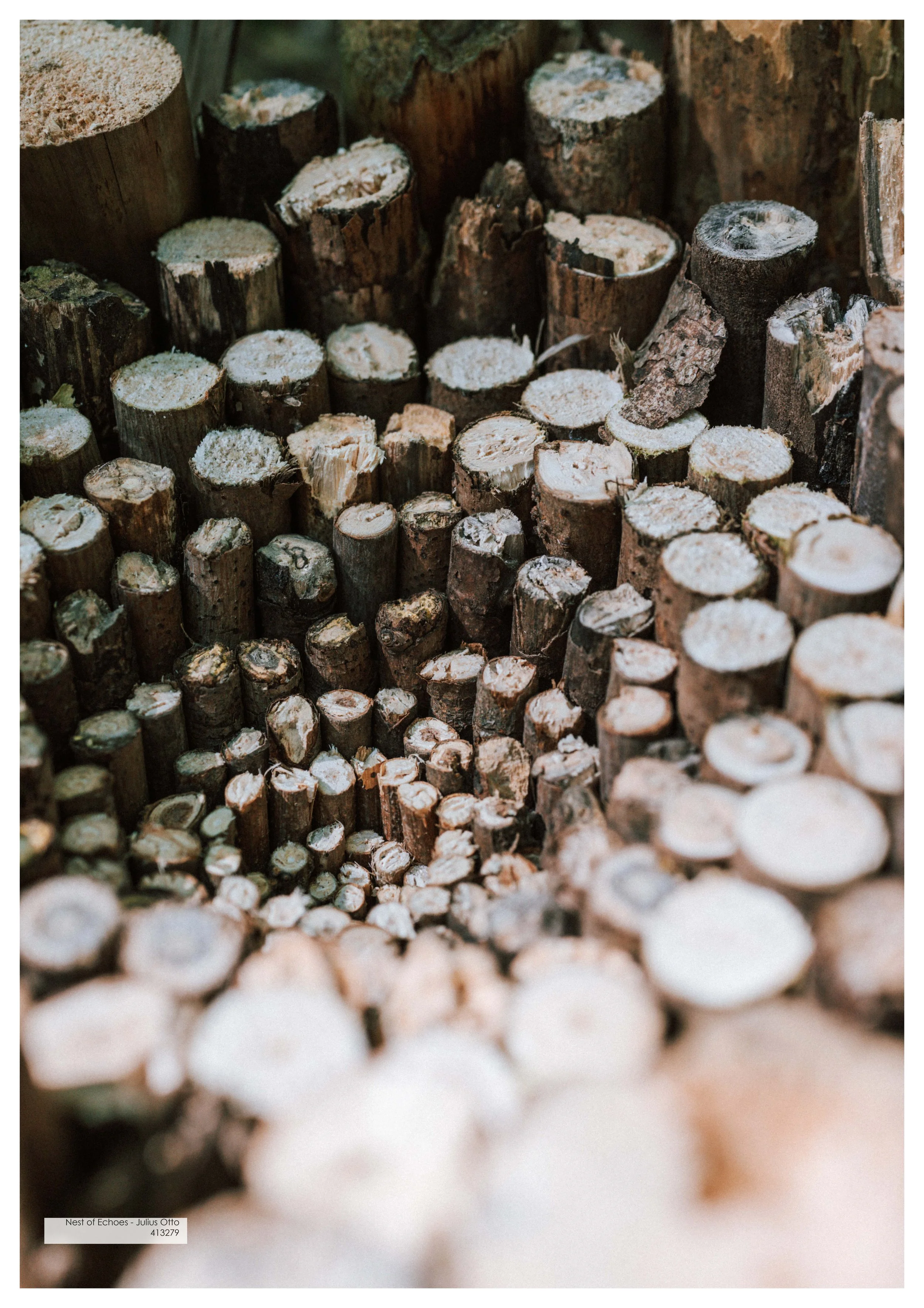 Nest of Echoes © Julius Otto