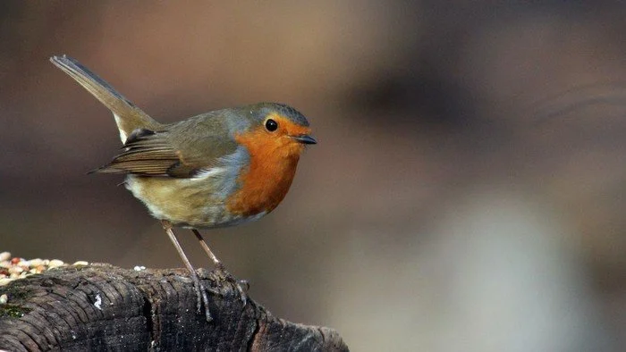 Vogelbeobachtung auf dem Alten Zwölf-Apostel-Kirchhof