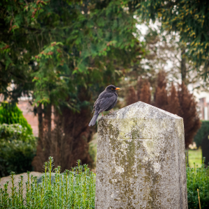 Vogellauschen auf dem Friedhof St. Elisabeth II