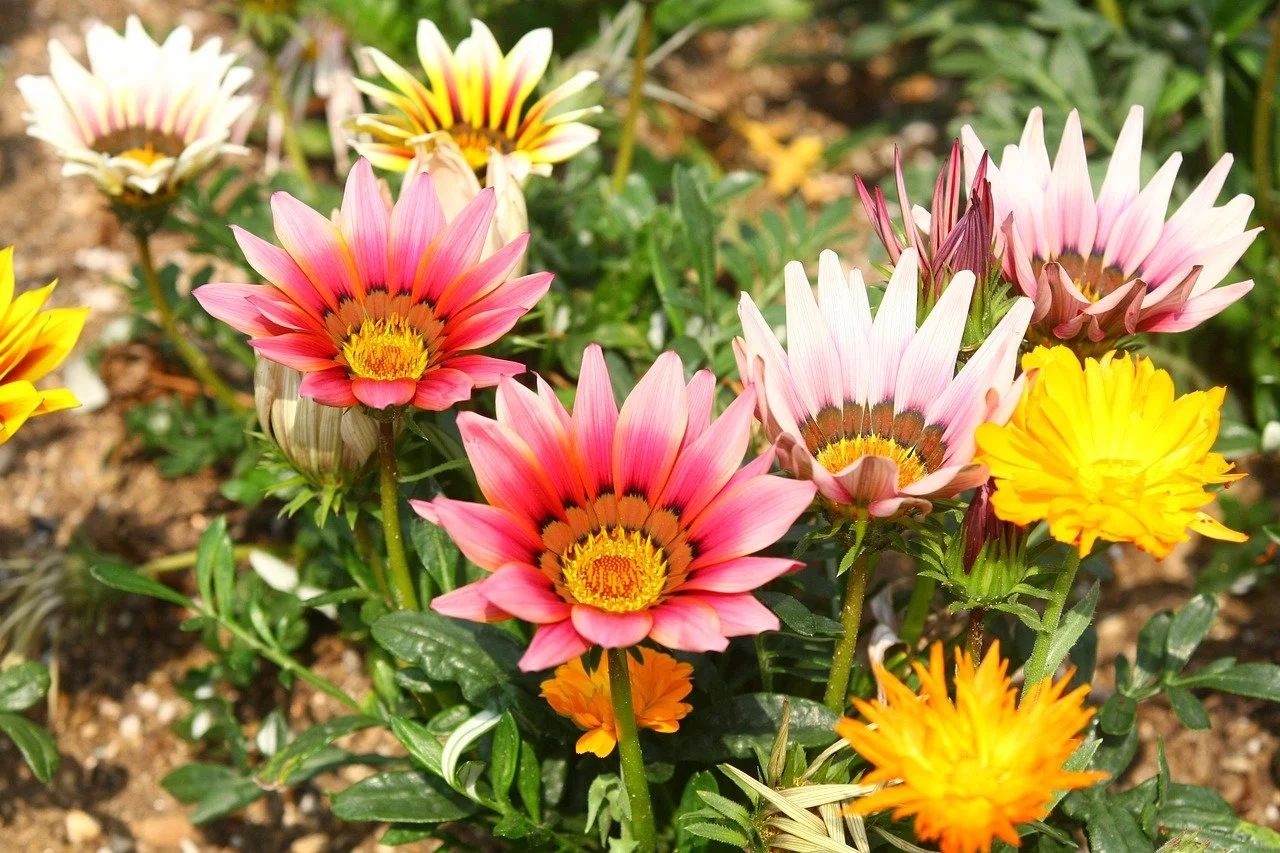 gazania.jpg