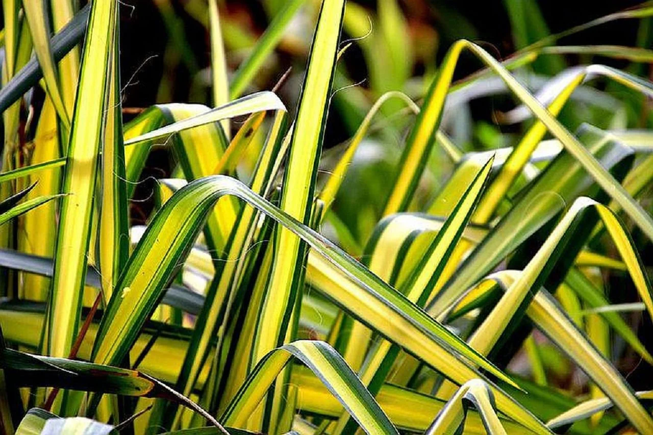 chlorophytum-4591213__480 (002).jpg