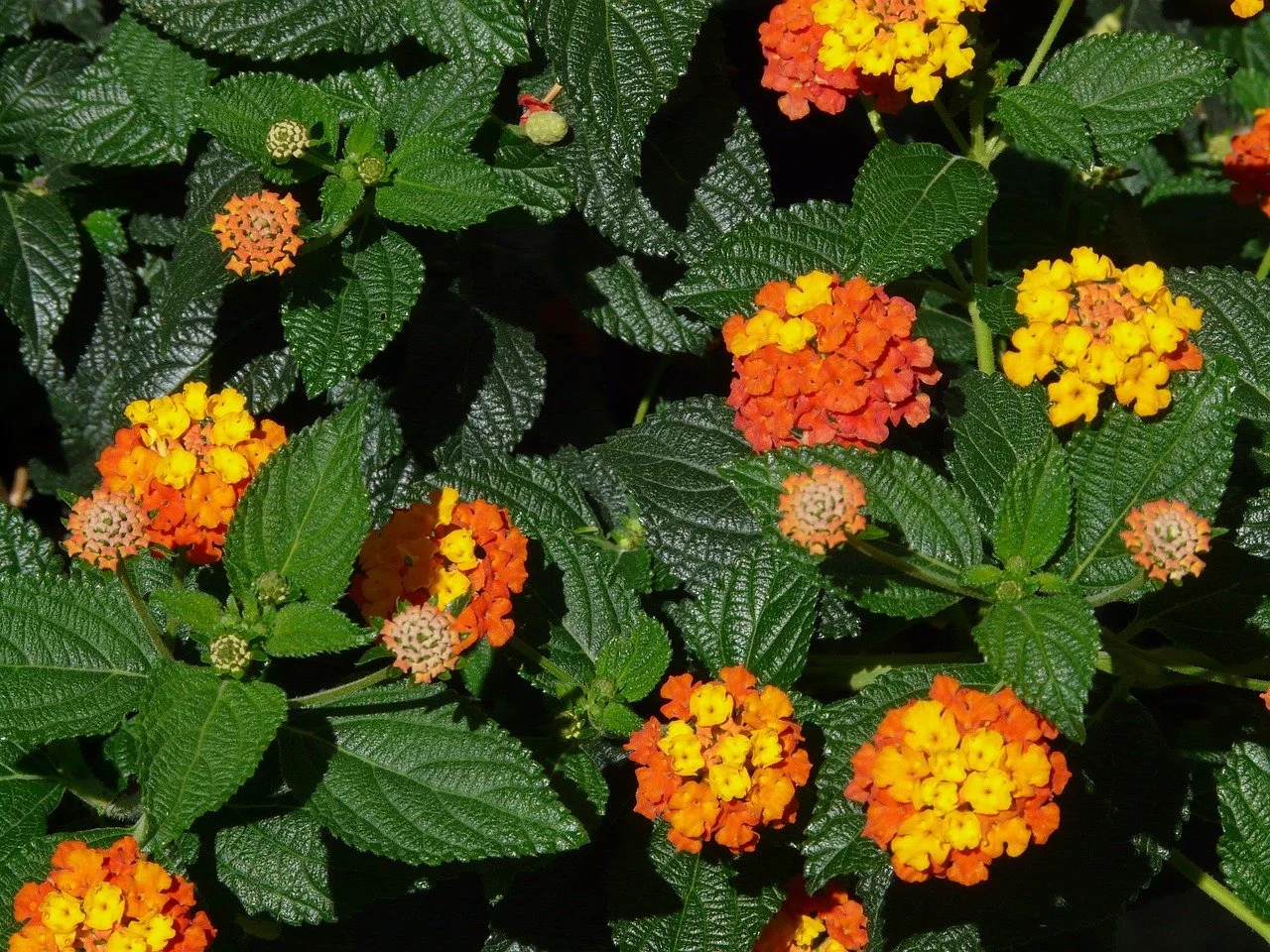 lantana.jpg