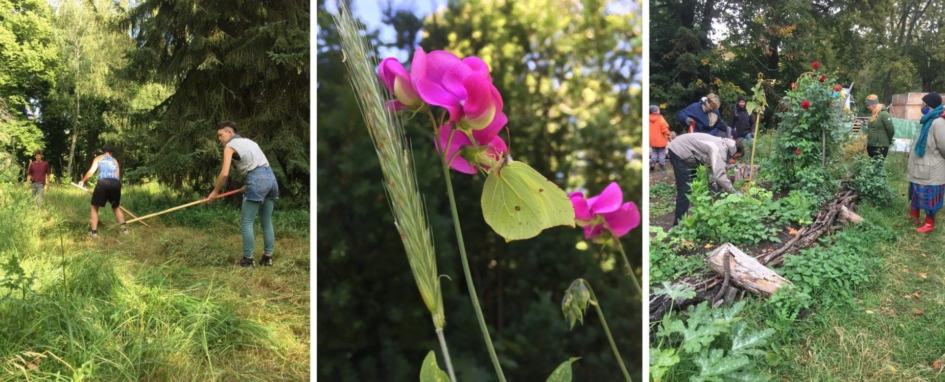 Biodiversität auf dem Neuen St. Jacobi Friedhof 