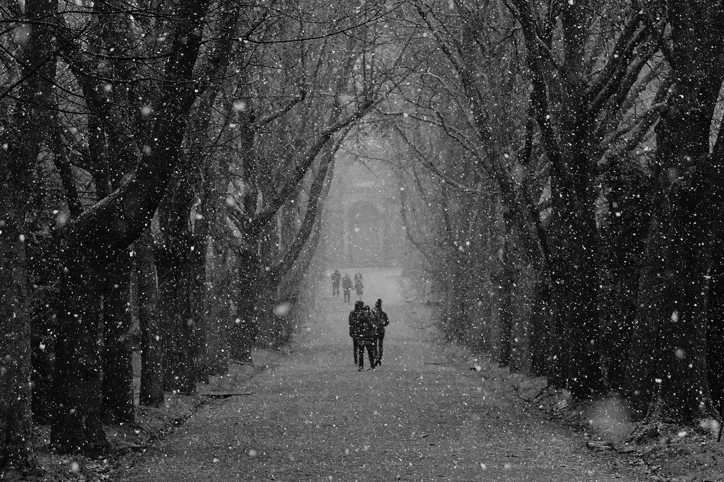 The Snowy Path © Alena Toscano