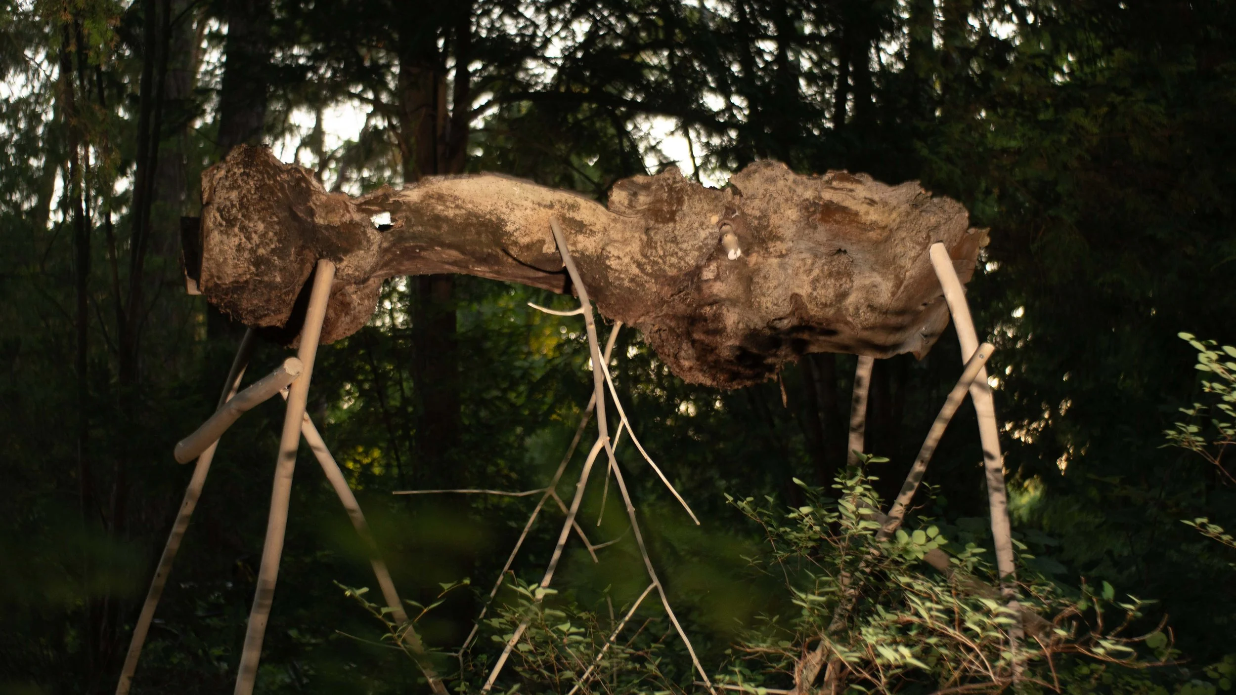 Fragment eines Baumes © Anton Skoruppa