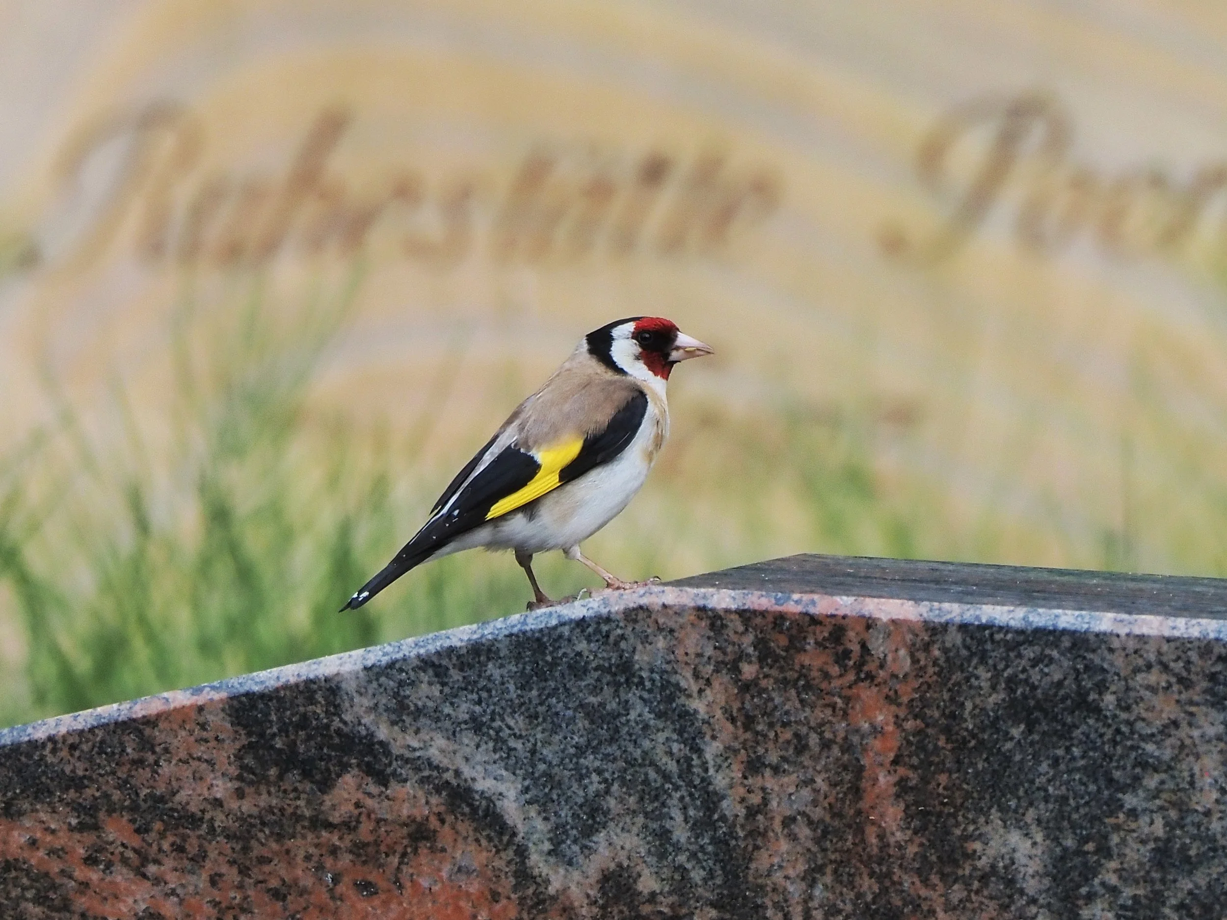 ... Vogelparadies
© Sayuri Ikeda