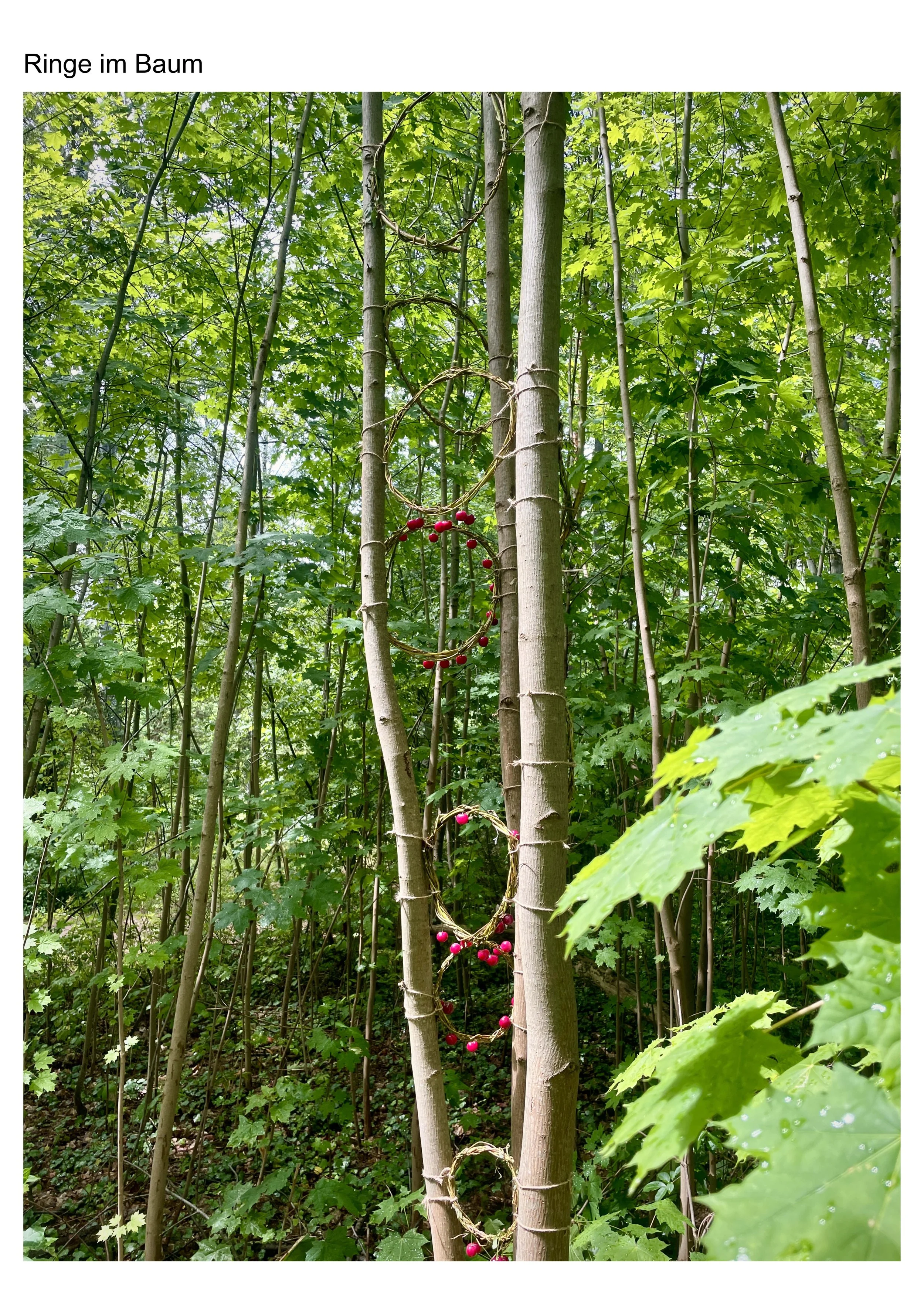 Ringe im Baum © Mareke Probst