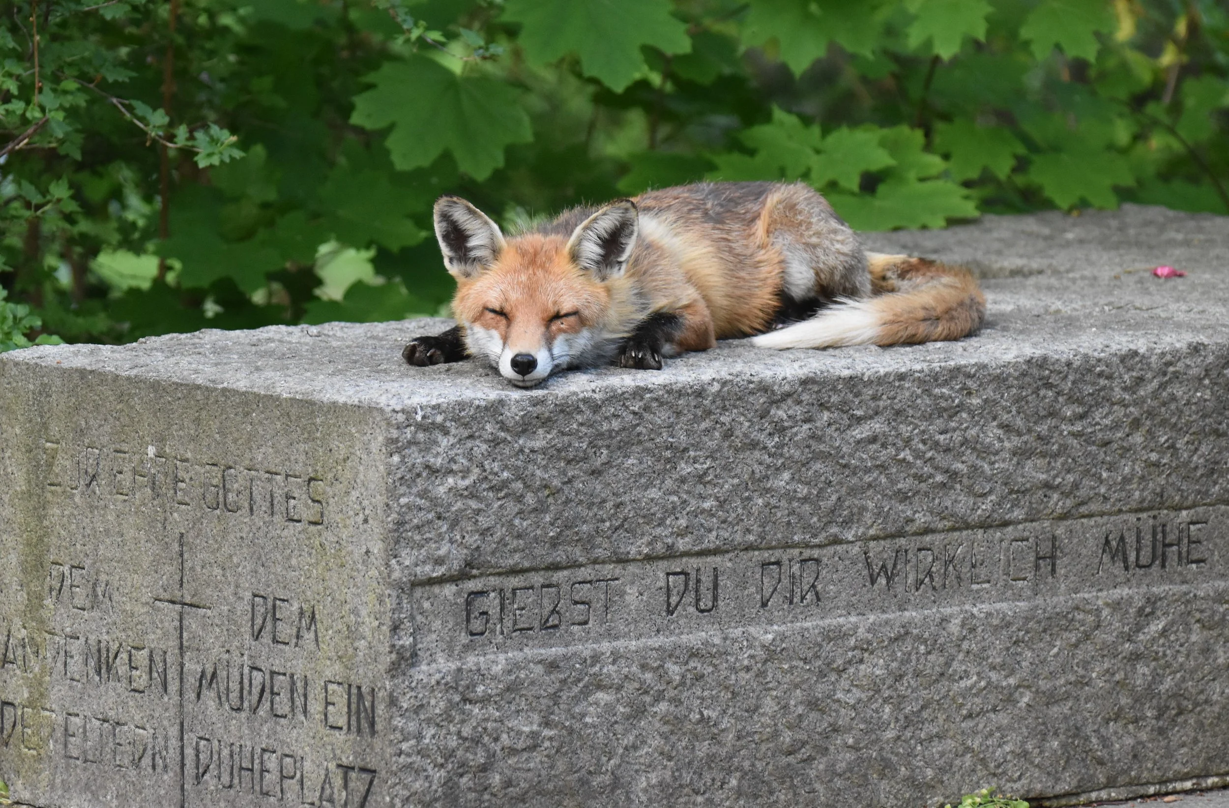 Dem Müden ein Ruheplatz © Christine Stohn