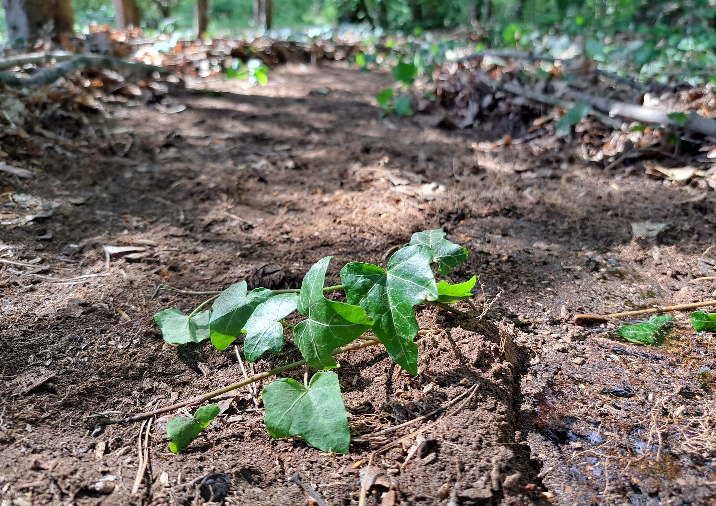 © Laris vom Mirbach