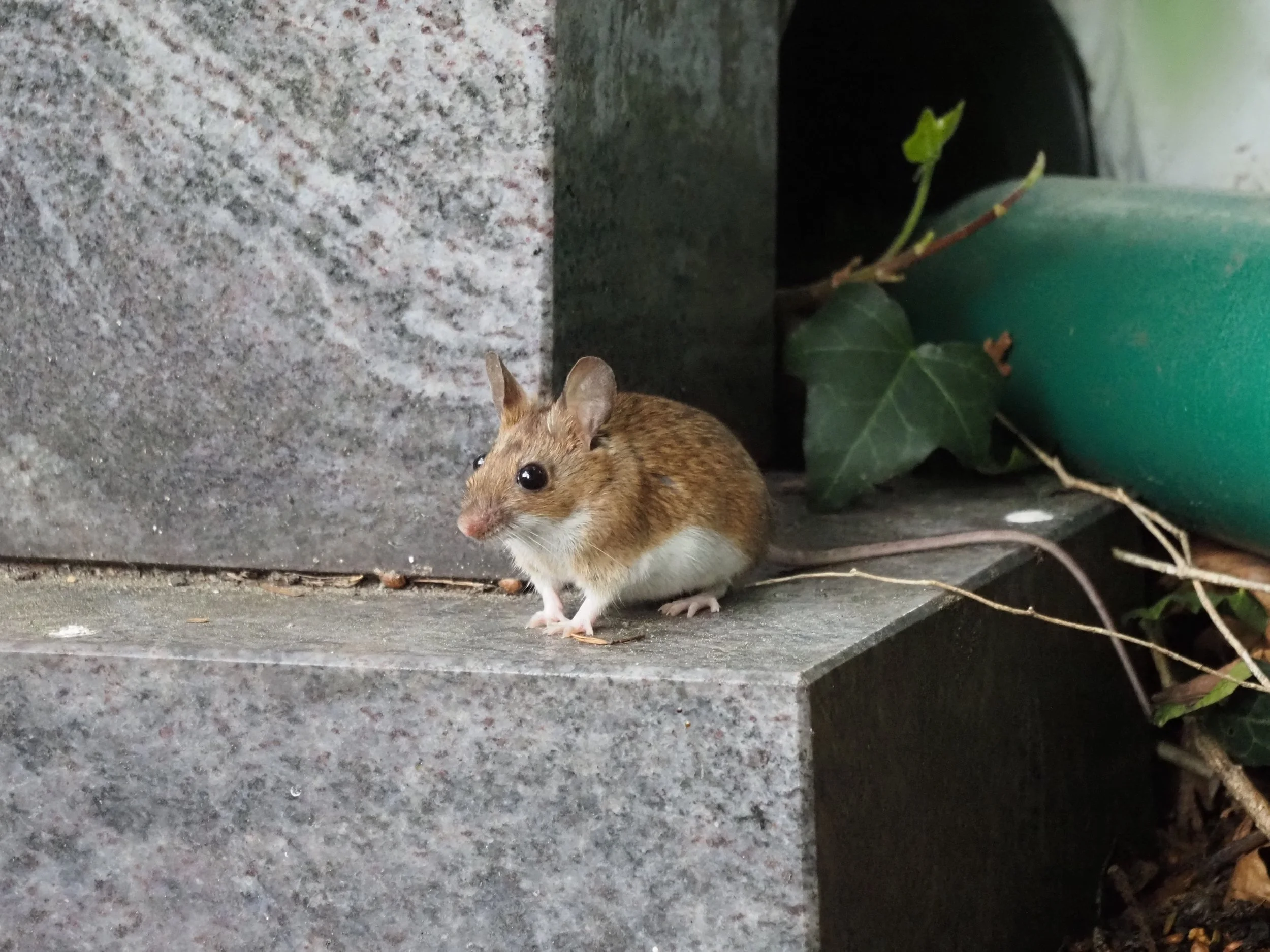 Kleiner Besucher © Sandra Rüchel