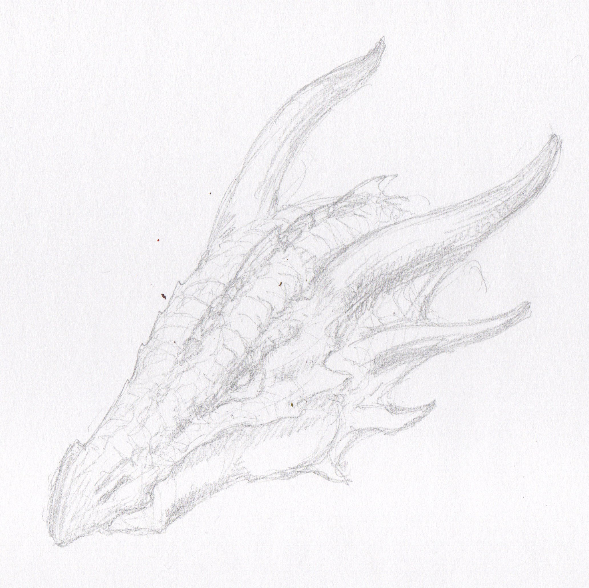 019 dragon head 4.jpeg