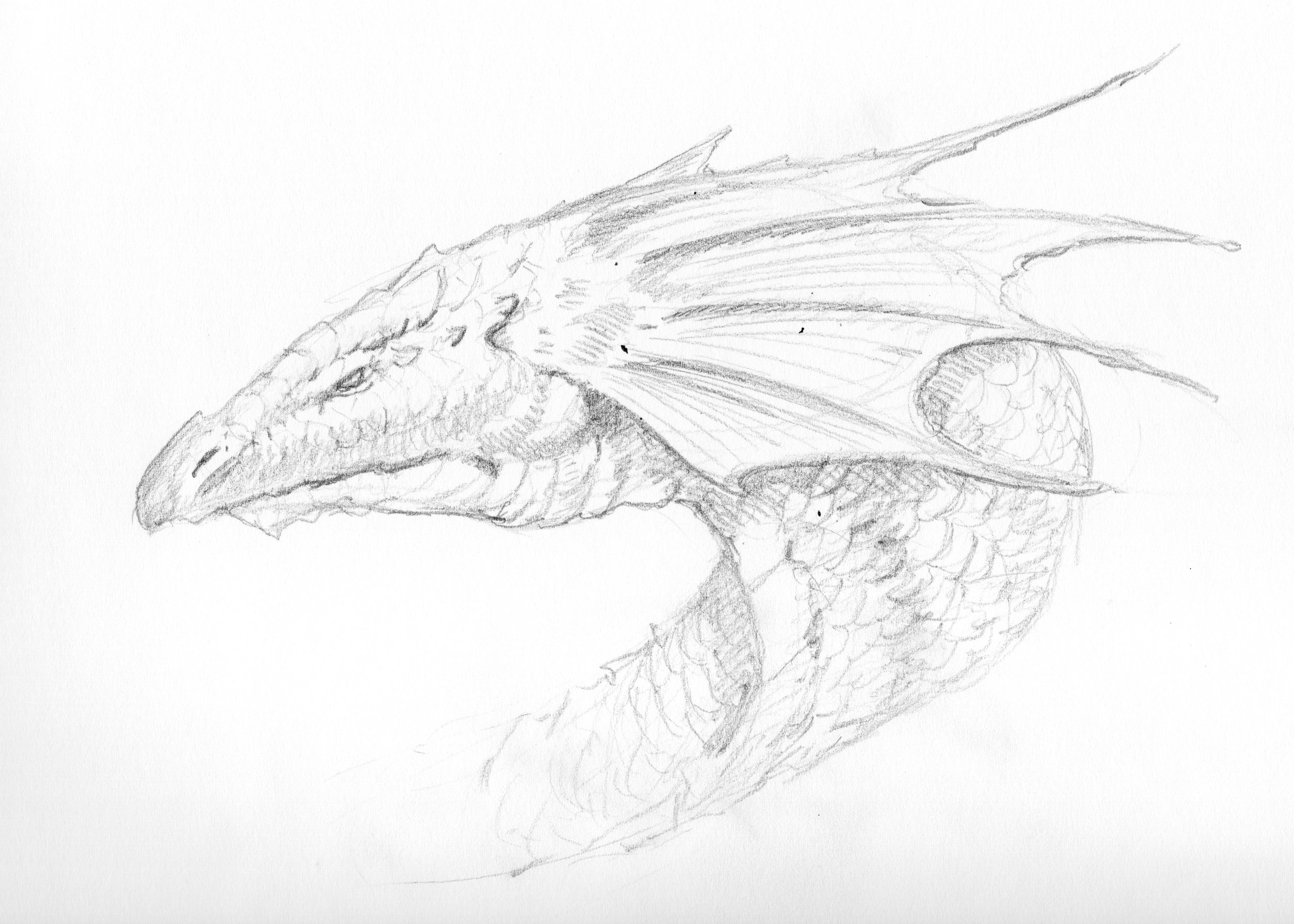 008 dragonary 008 sketch final.jpeg
