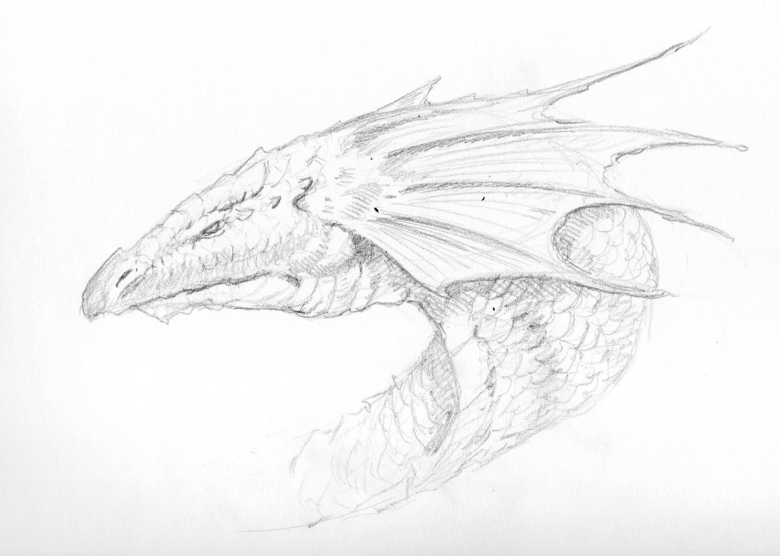 008 dragonary 008 sketch final.jpeg