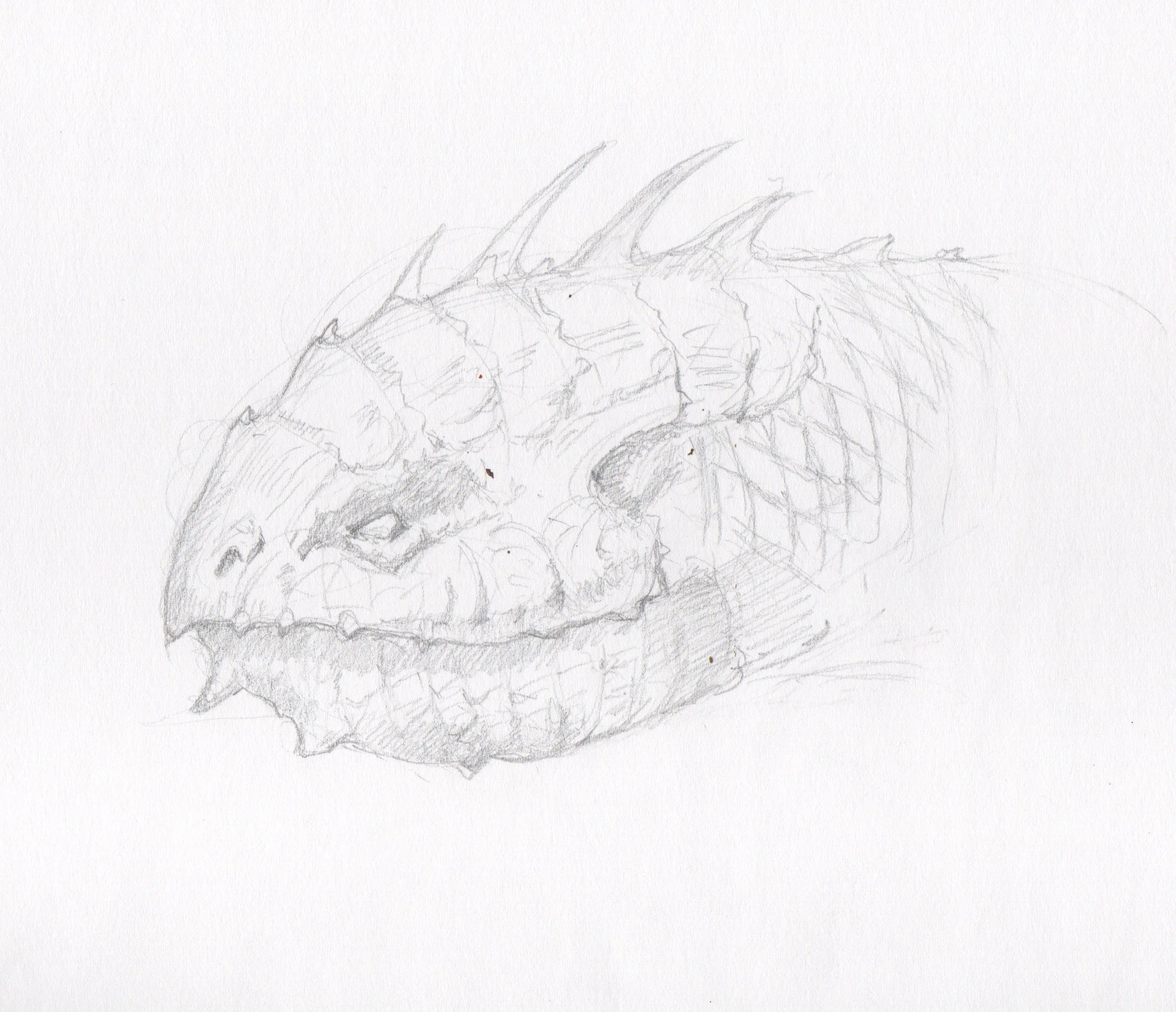 020 dragon head 5.jpeg