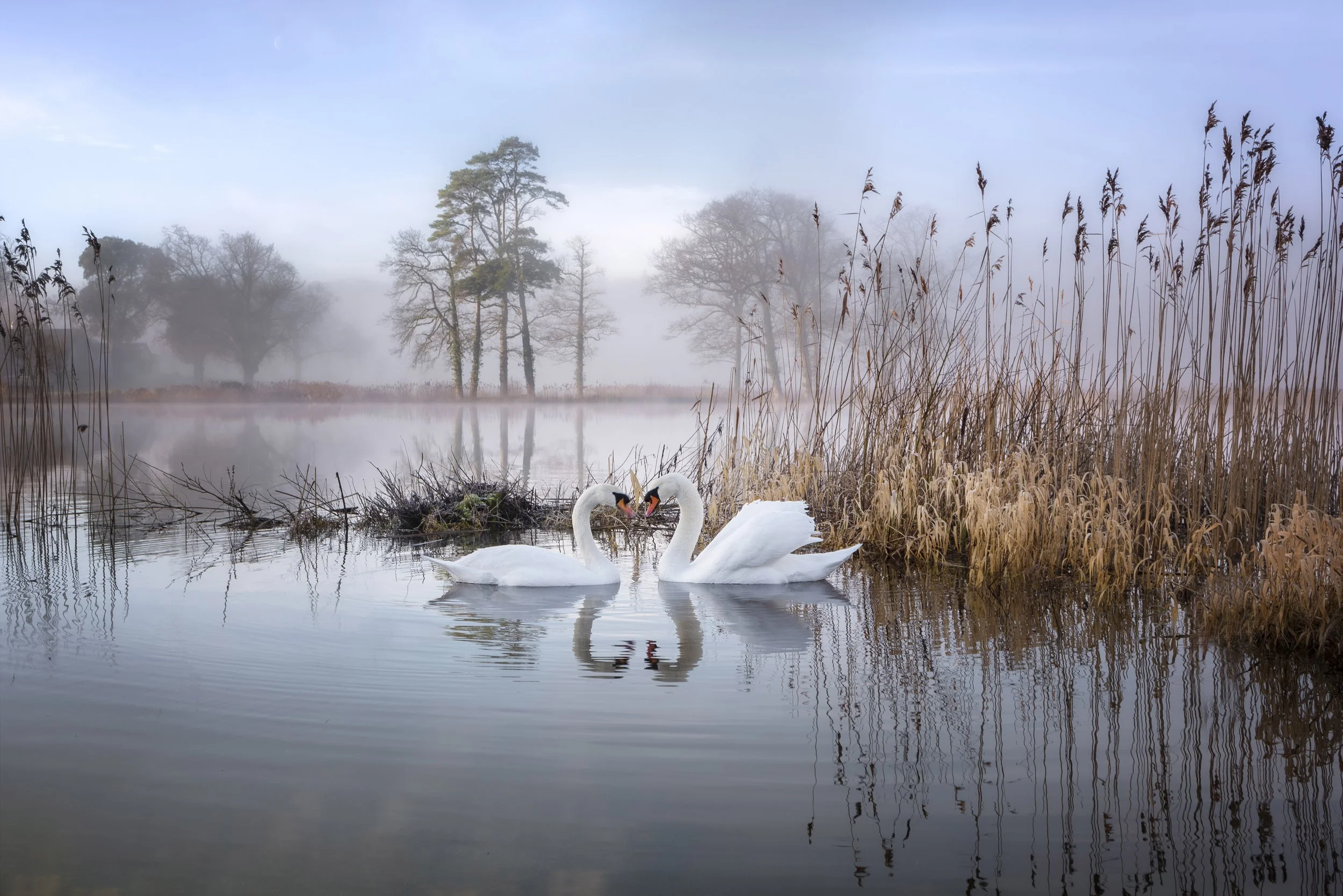 Swans 24x16ins copy.jpg