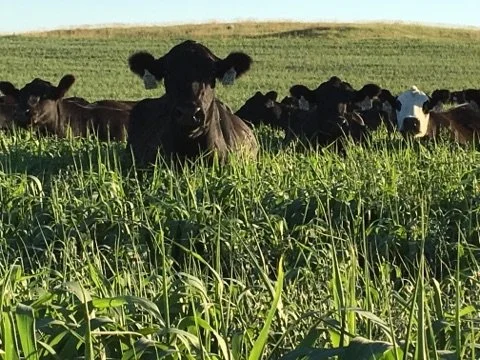 Dustin Sener's Grazer Mix in Watford City