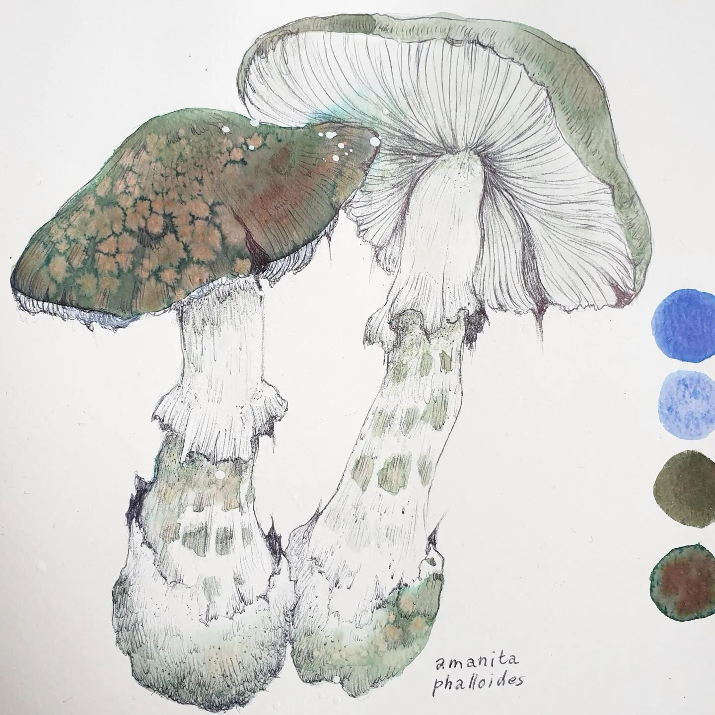 Mushroom study 
Ink x Ball pen 

#traditionalart #inkdrawing
#botanicalillustration #mushroomart