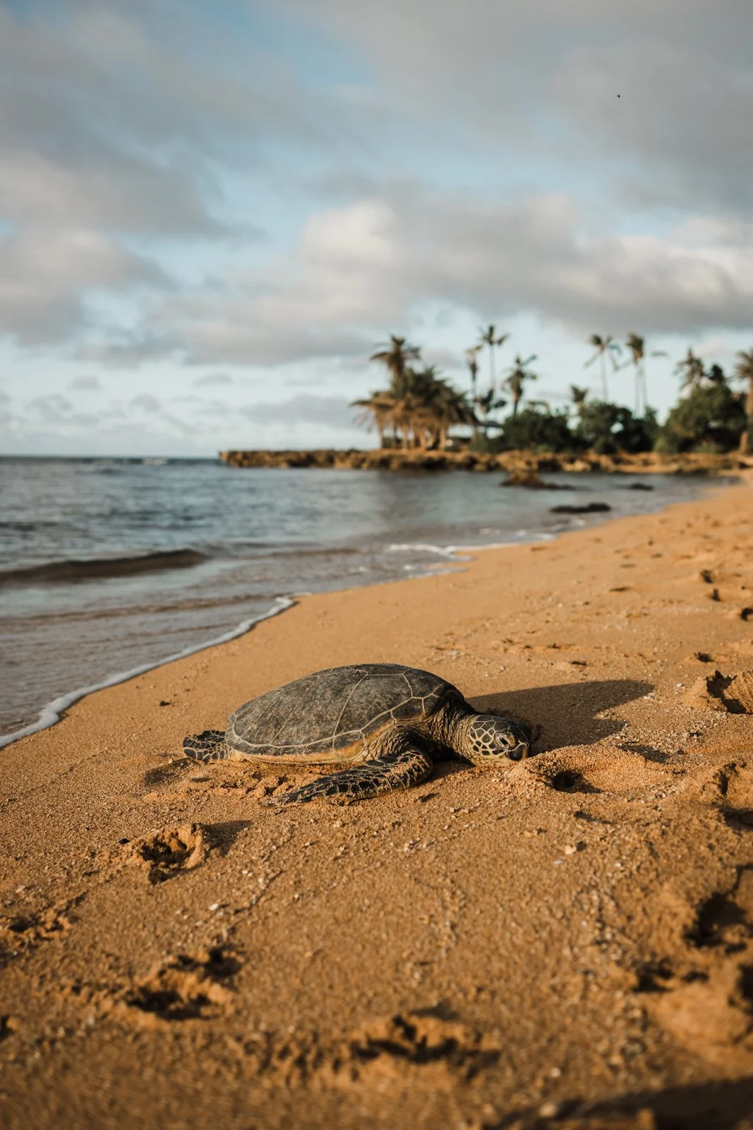  Wildlife, Australia 