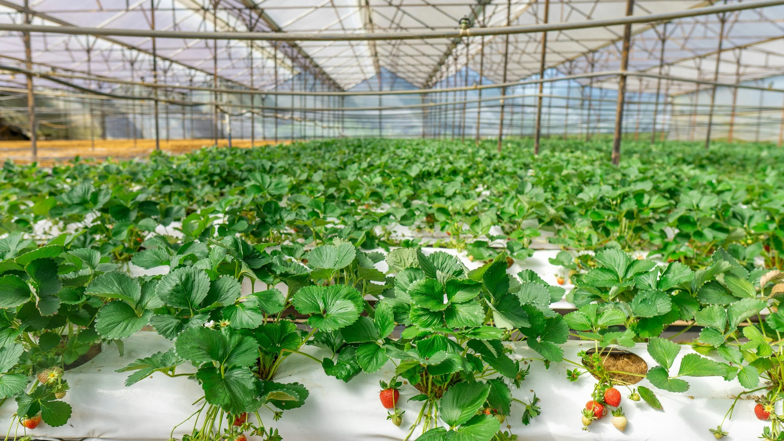 HMC Farms Data Breach Lawsuit Investigation